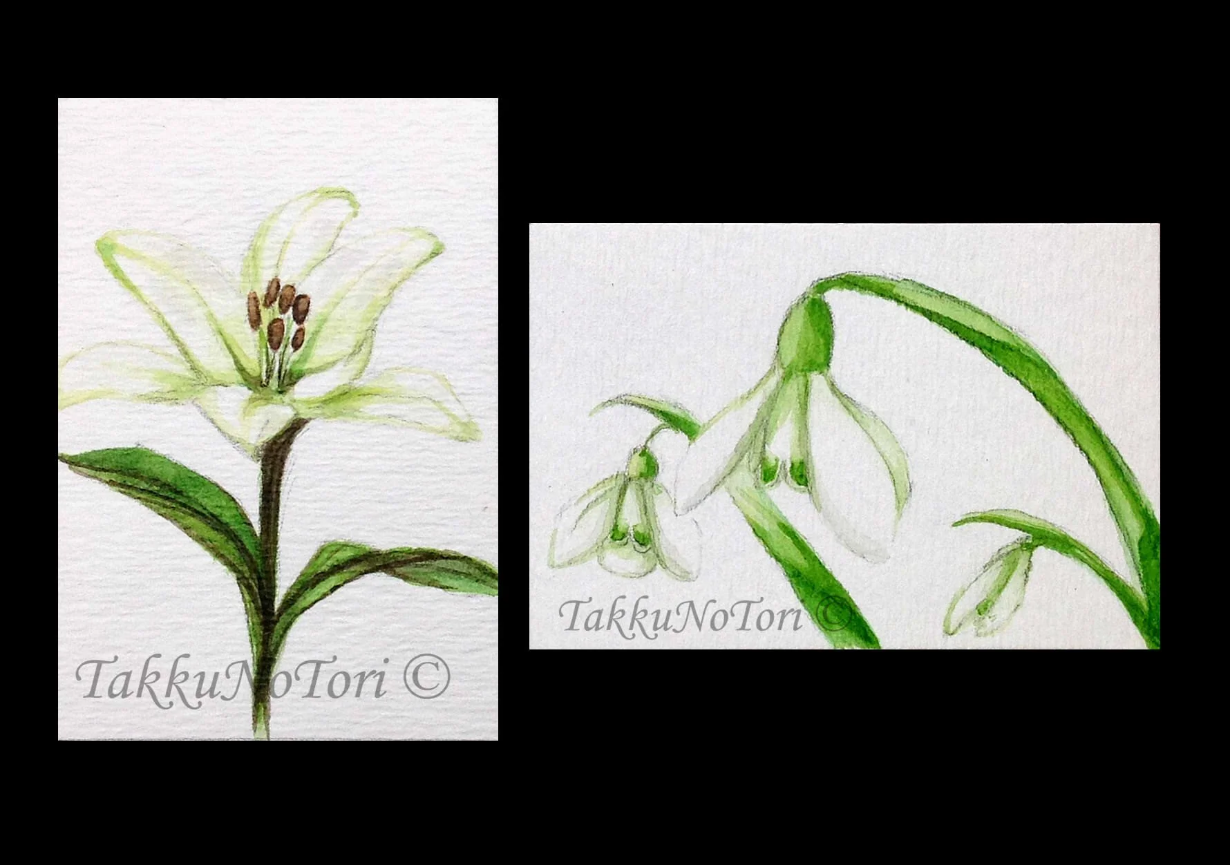 flowers for lucy.jpg