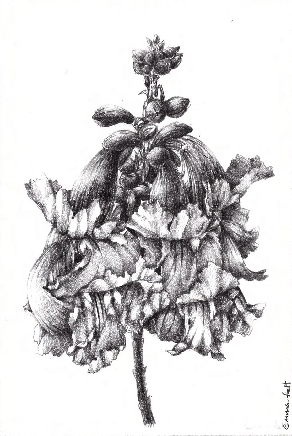 Cascade
2015 | 6"x 4" | Graphite on bristol.