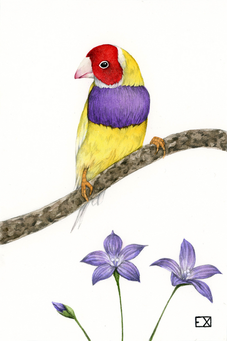 Yellow Gouldian Finch

2018 | 6"x 4" | Watercolor and Graphite on watercolor paper.