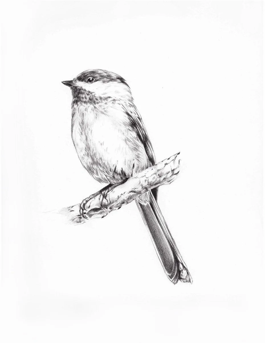 Black-Capped Chickadee
2014 | Graphite on Bristol.