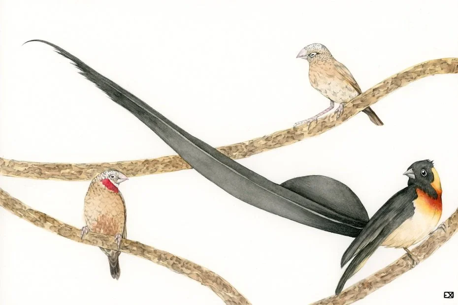 Paradise Whydah
and Cut Throat Finches
2018 | 12"x 8" | Watercolor and Graphite on watercolor paper.