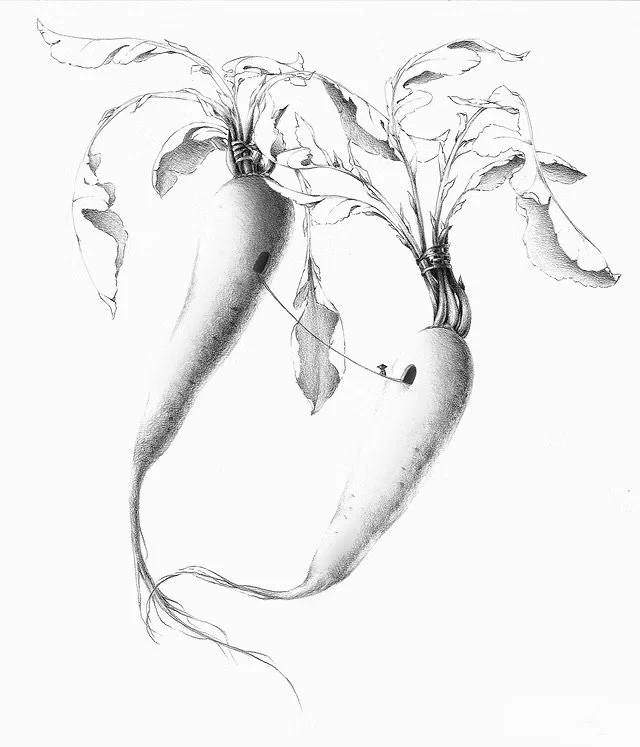 Daikon Raddish Bridge
2014 | Graphite on Bristol.