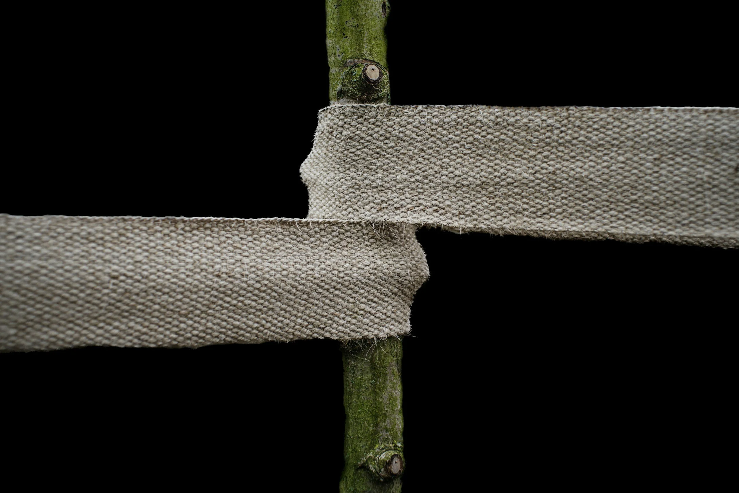 Close-up of a green tree branch wrapped with beige fabric tape on a black background.