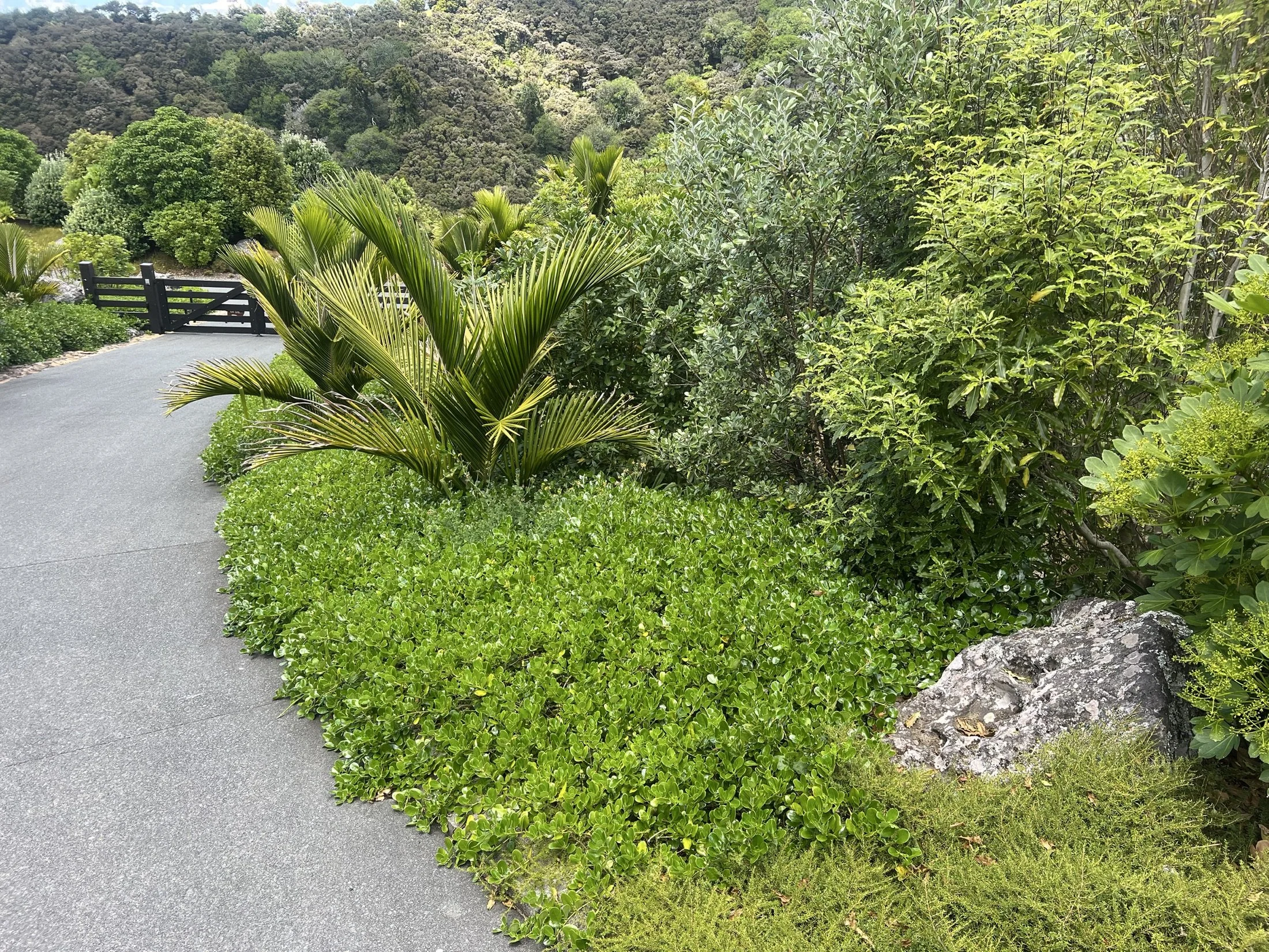 Maintained lush garden by Pacific Roots Landscaping in Matakana