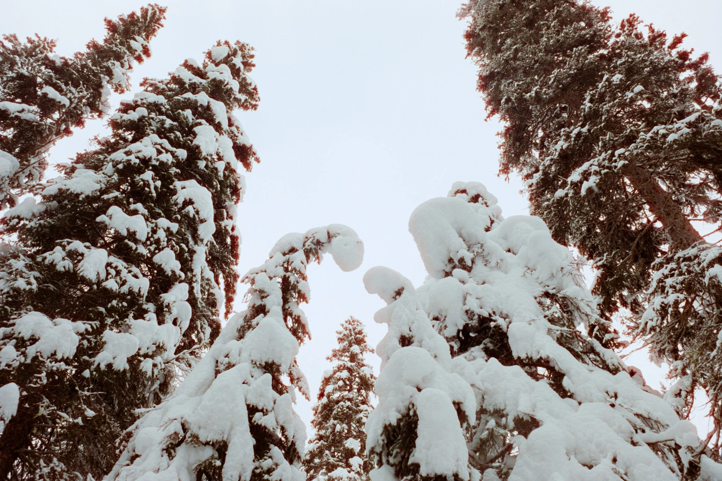 NeatFilmLab_TIF_3700-11.jpeg