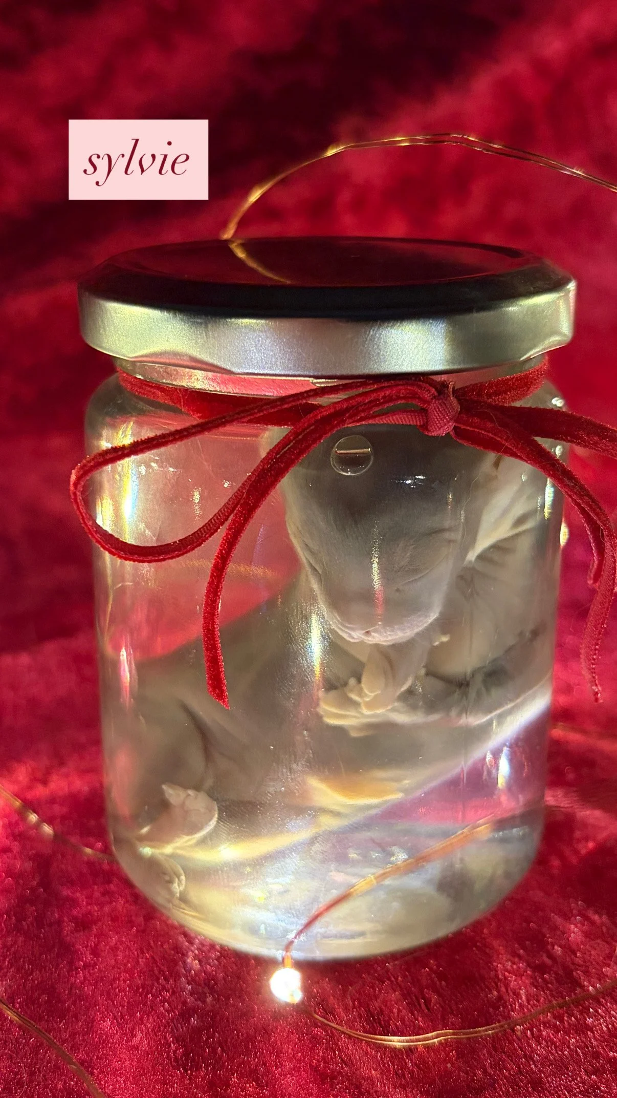 fetal kitten wet specimen