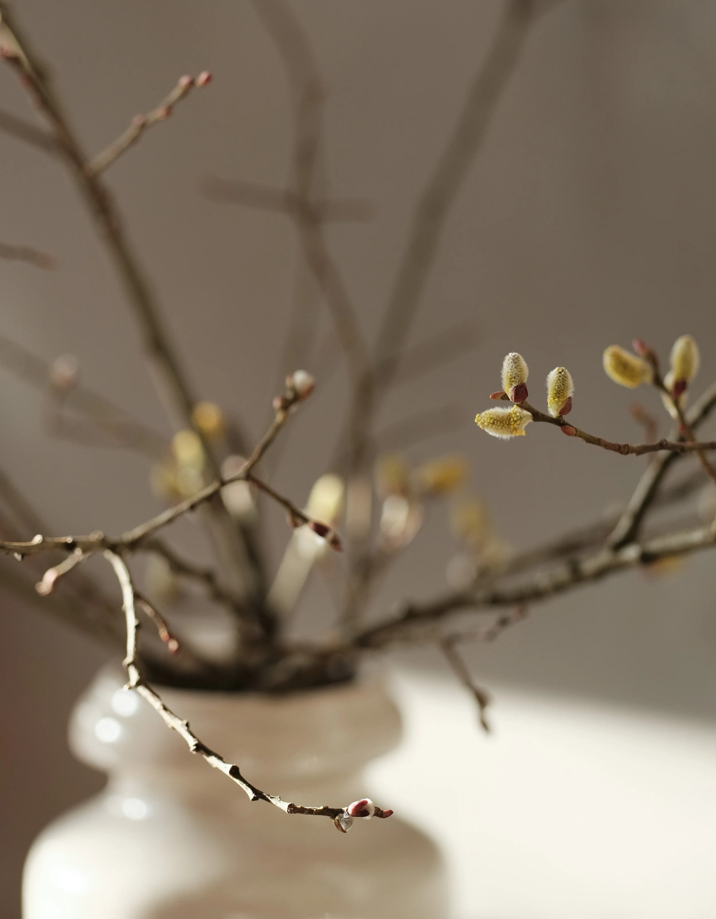 catkin-branches-in-a-vase-shallow-depth-of-field-2024-12-05-22-29-43-utc.jpg
