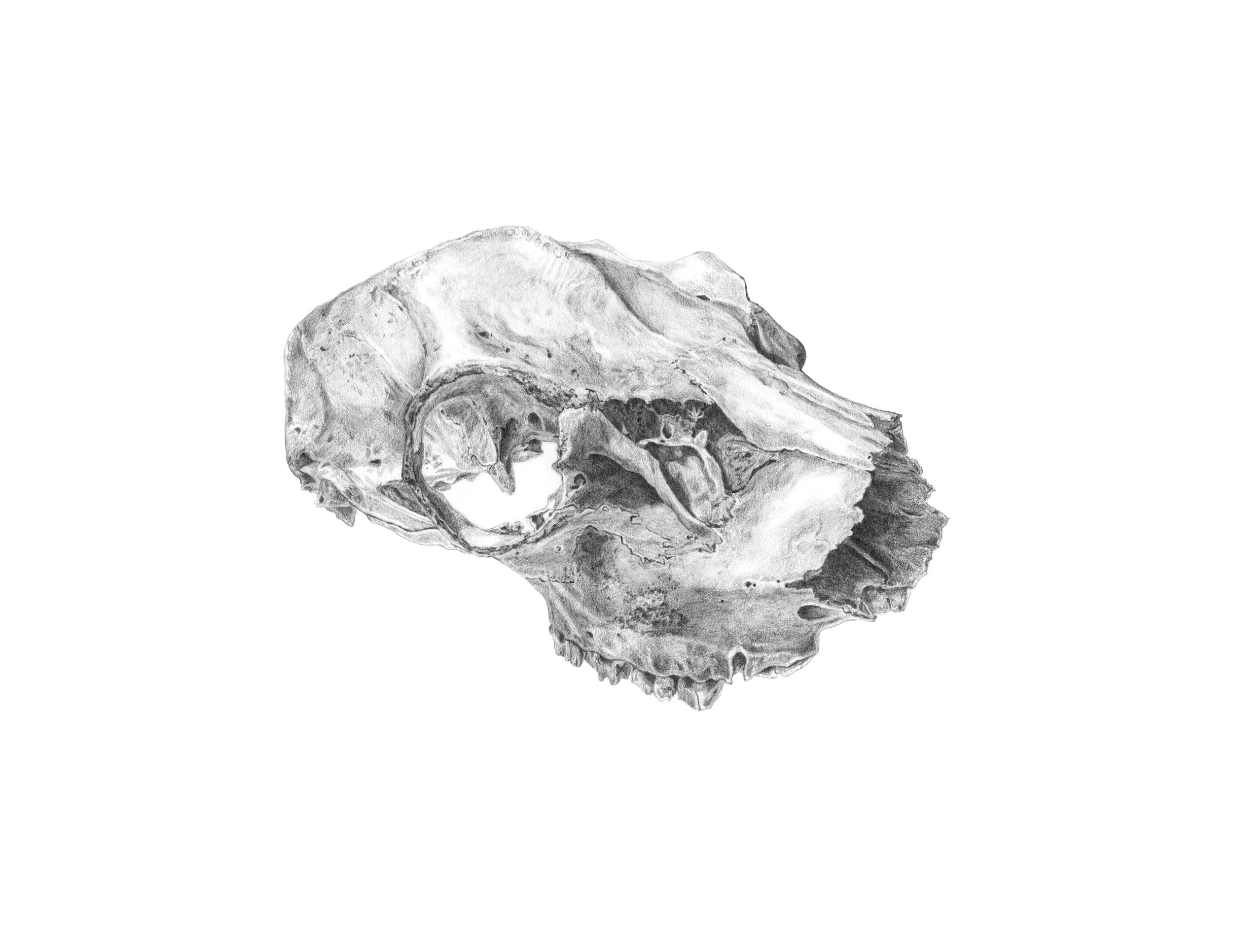 Deer Skull
(graphite on Bristol)