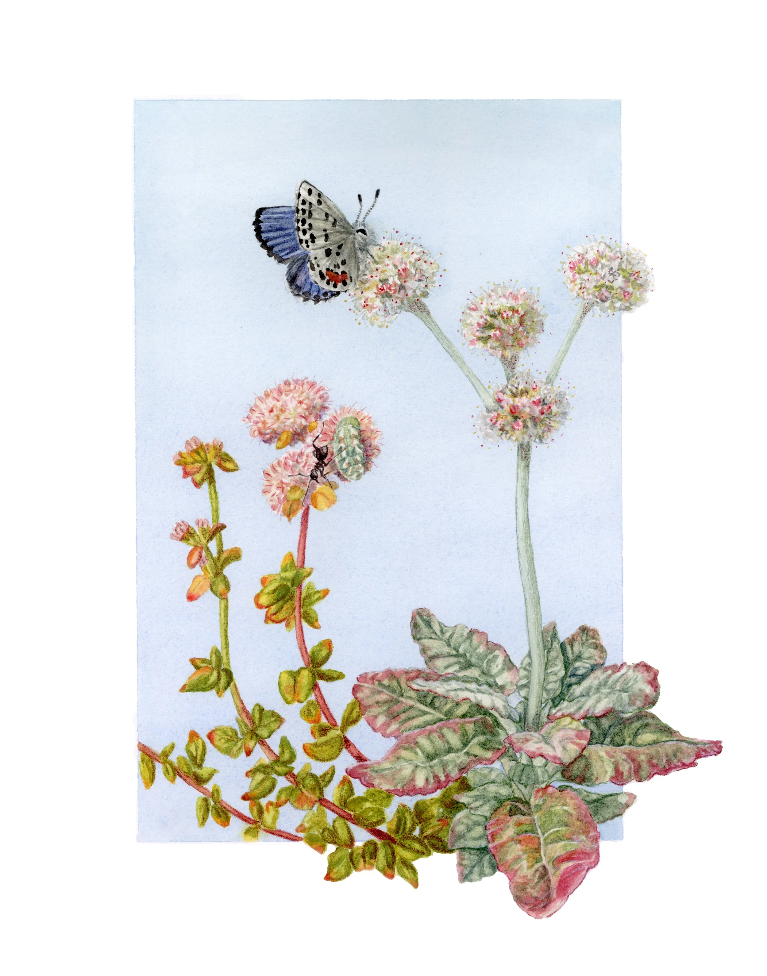 "A Delicate Balance" (watercolor)