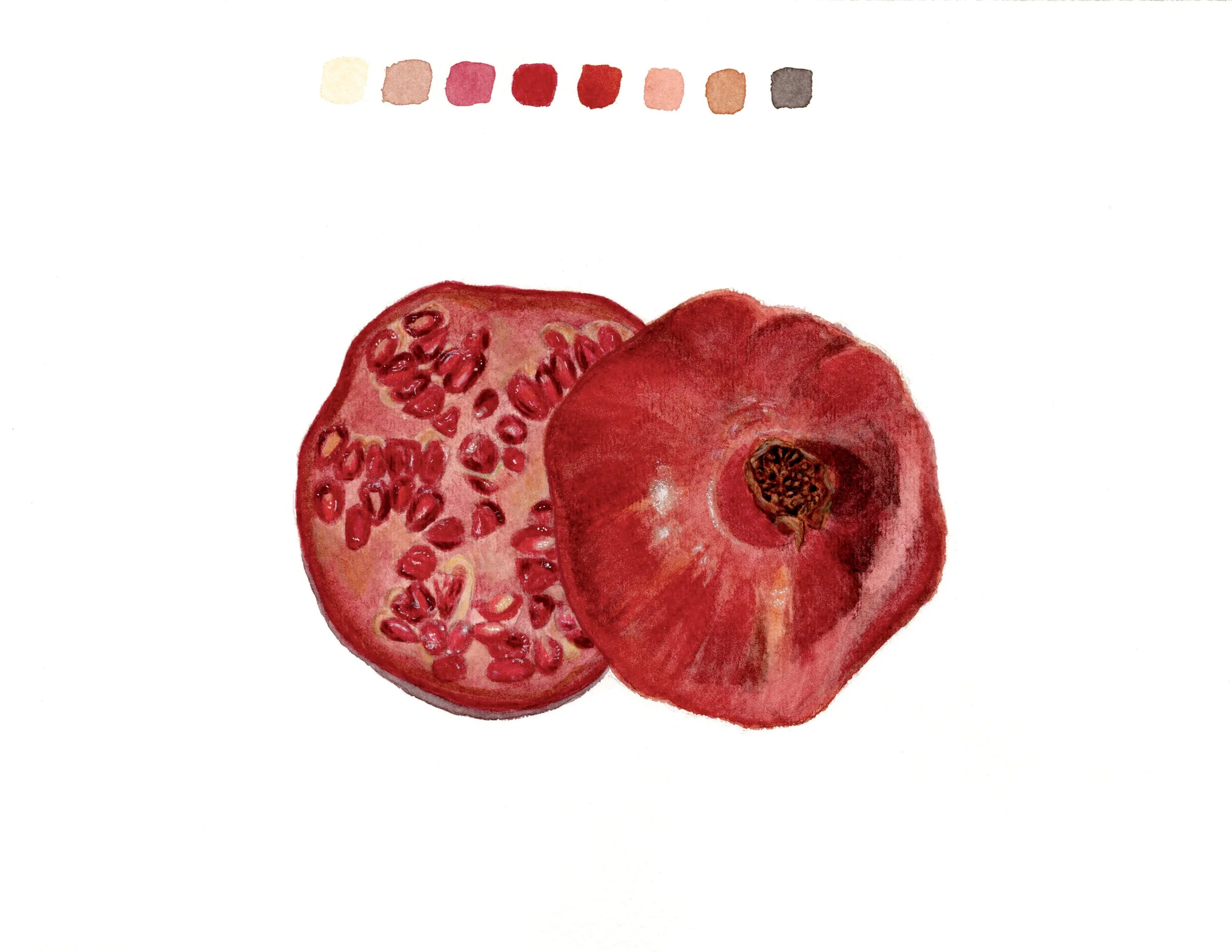Pomegranate 
(watercolor)