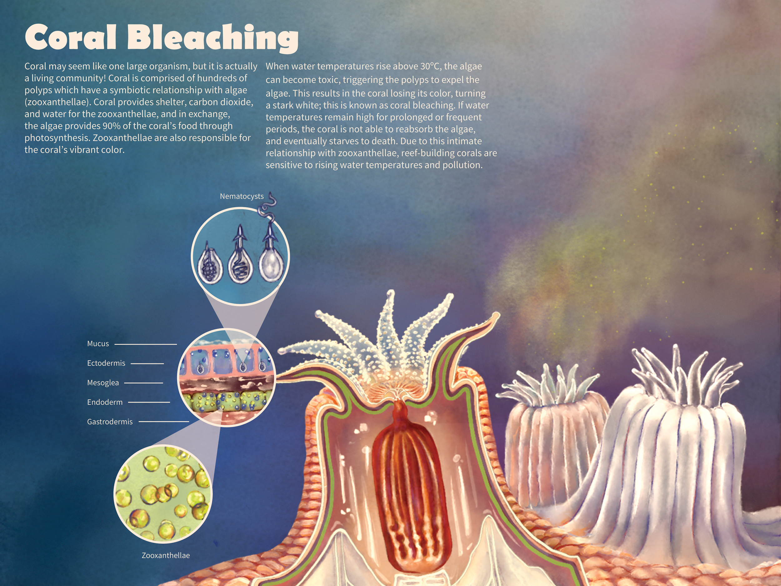 Coral Bleaching Infographic (Photoshop and Indesign)