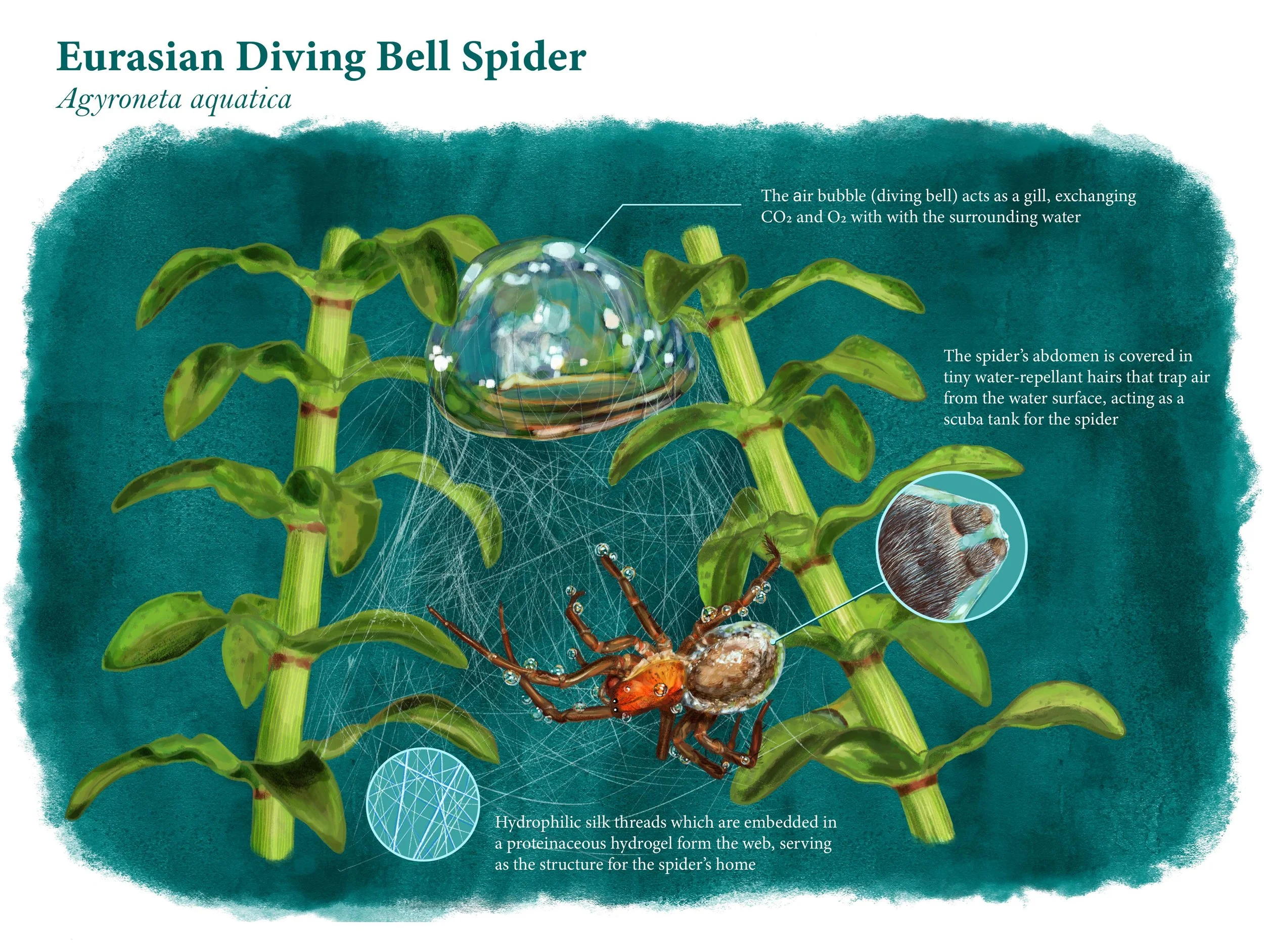 Eurasian Diving Bell Spider Infographic (Photoshop and Illustrator)