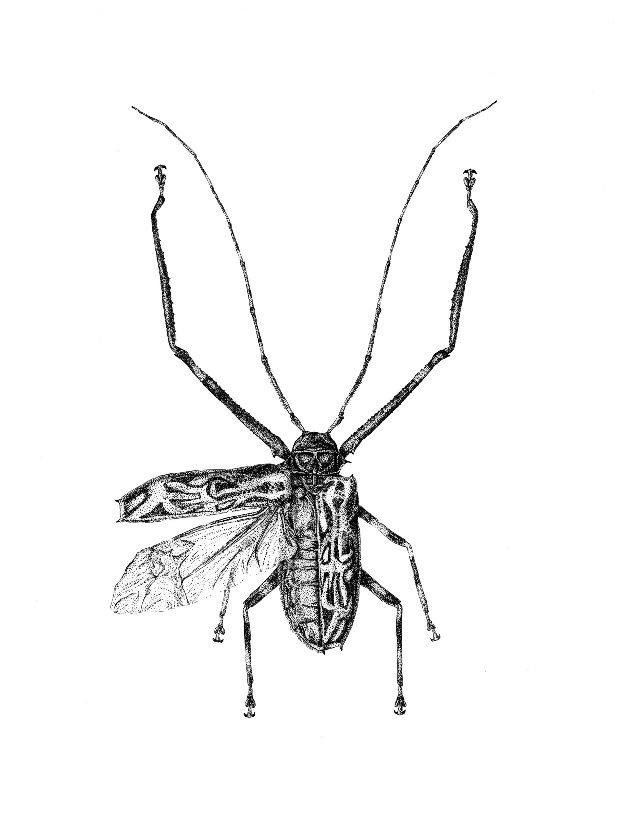 Idealized Specimen: Harlequin Beetle
(ink on Bristol)