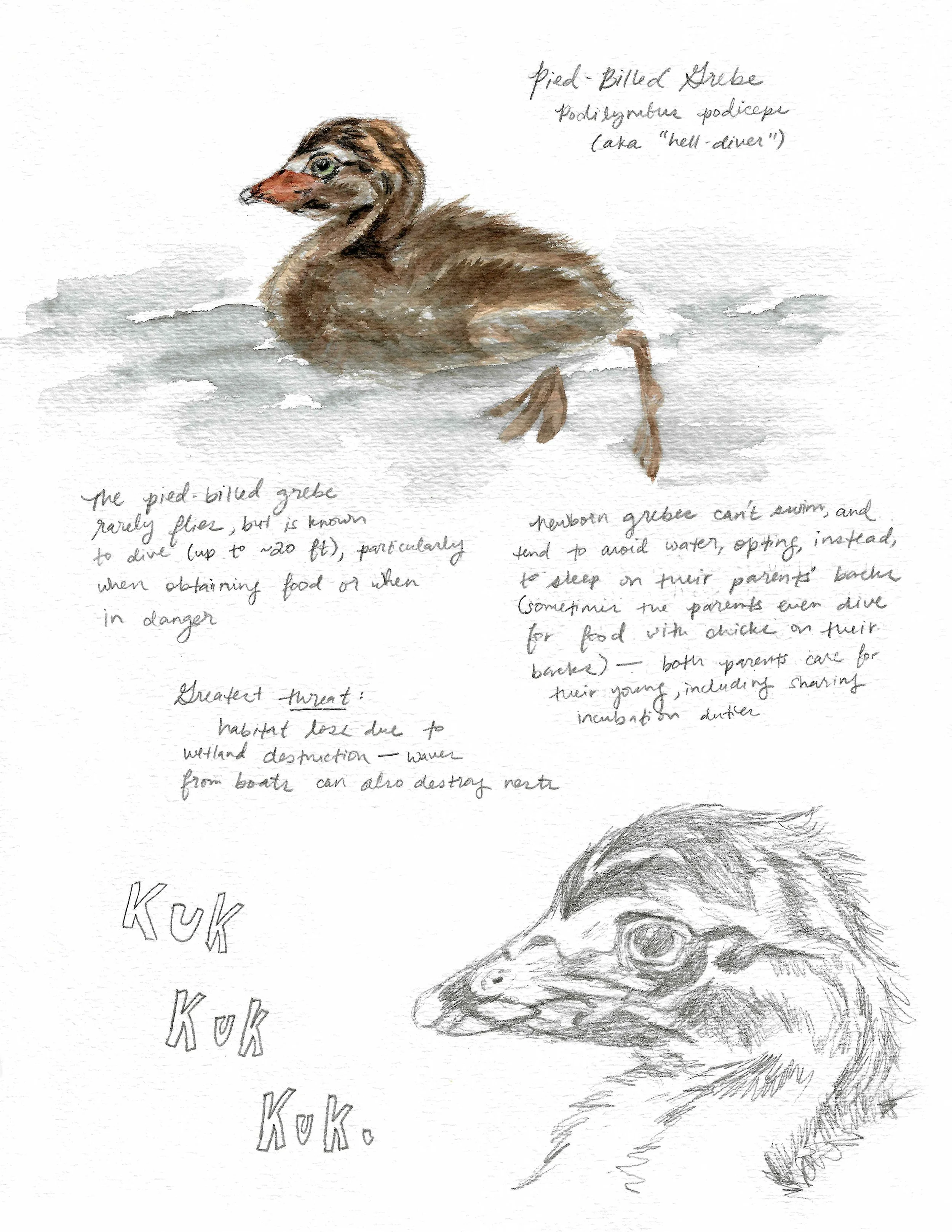 Watercolor and graphite