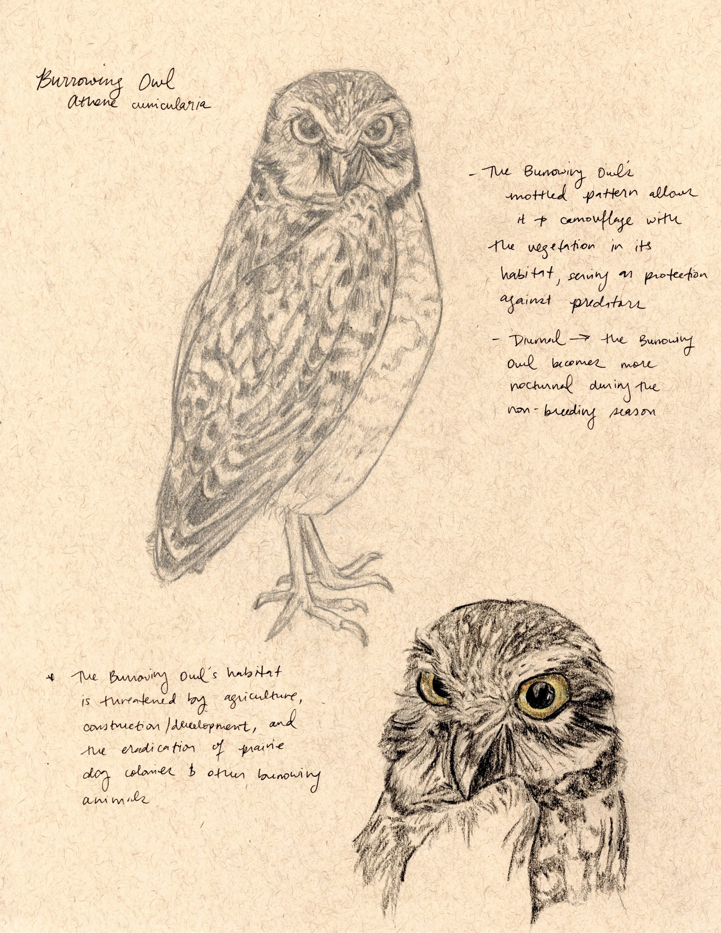 Colored pencil and graphite