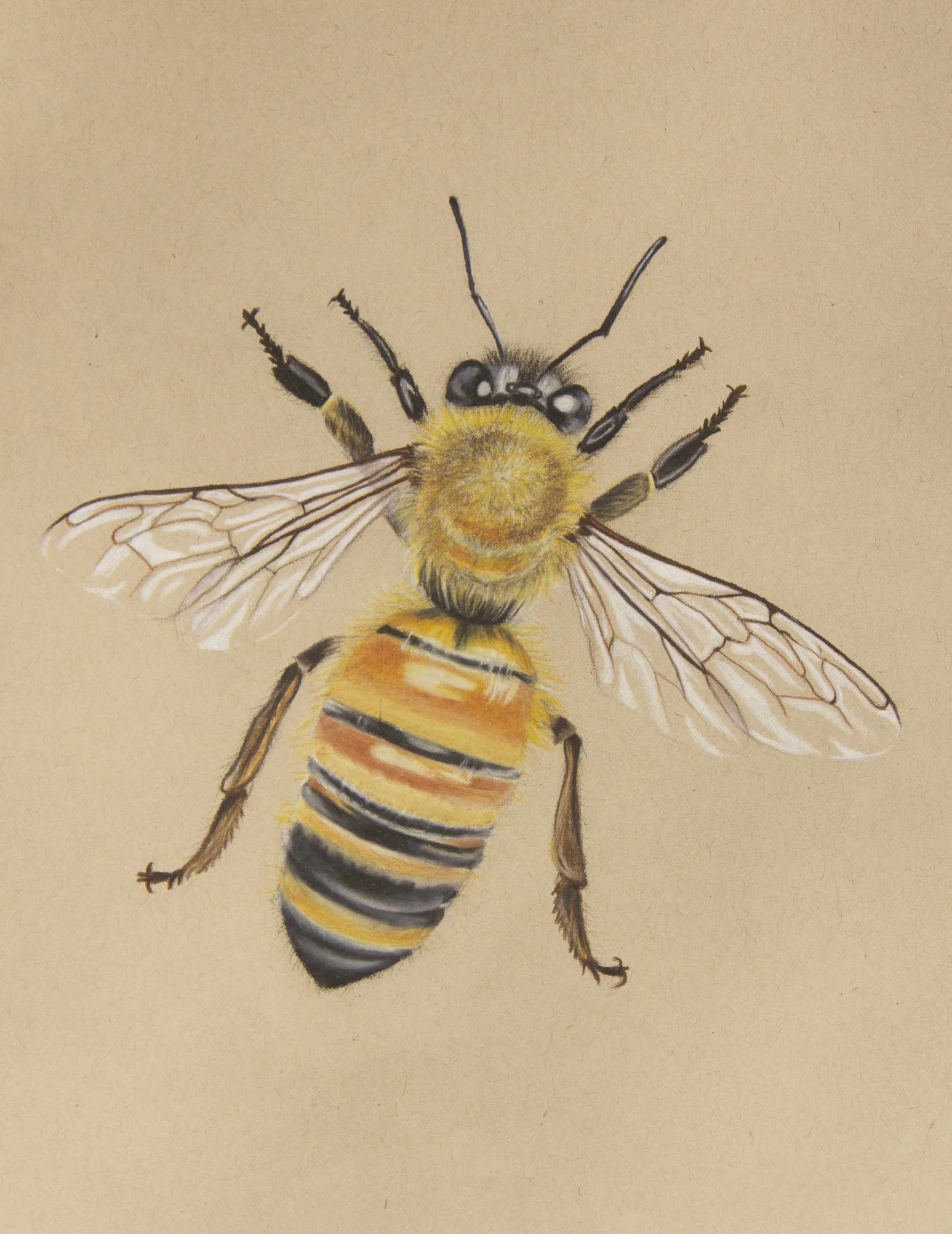 Manchester Bee
(colored pencil)