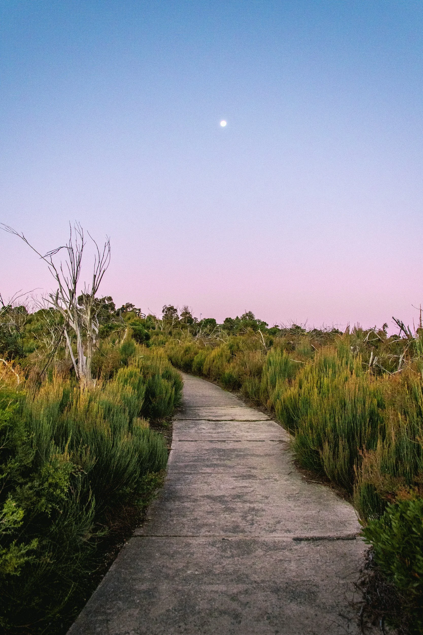 A narrow concrete walkway through a marsh with dry trees and green bushes, under a sky with the moon and a gradient of twilight colors.