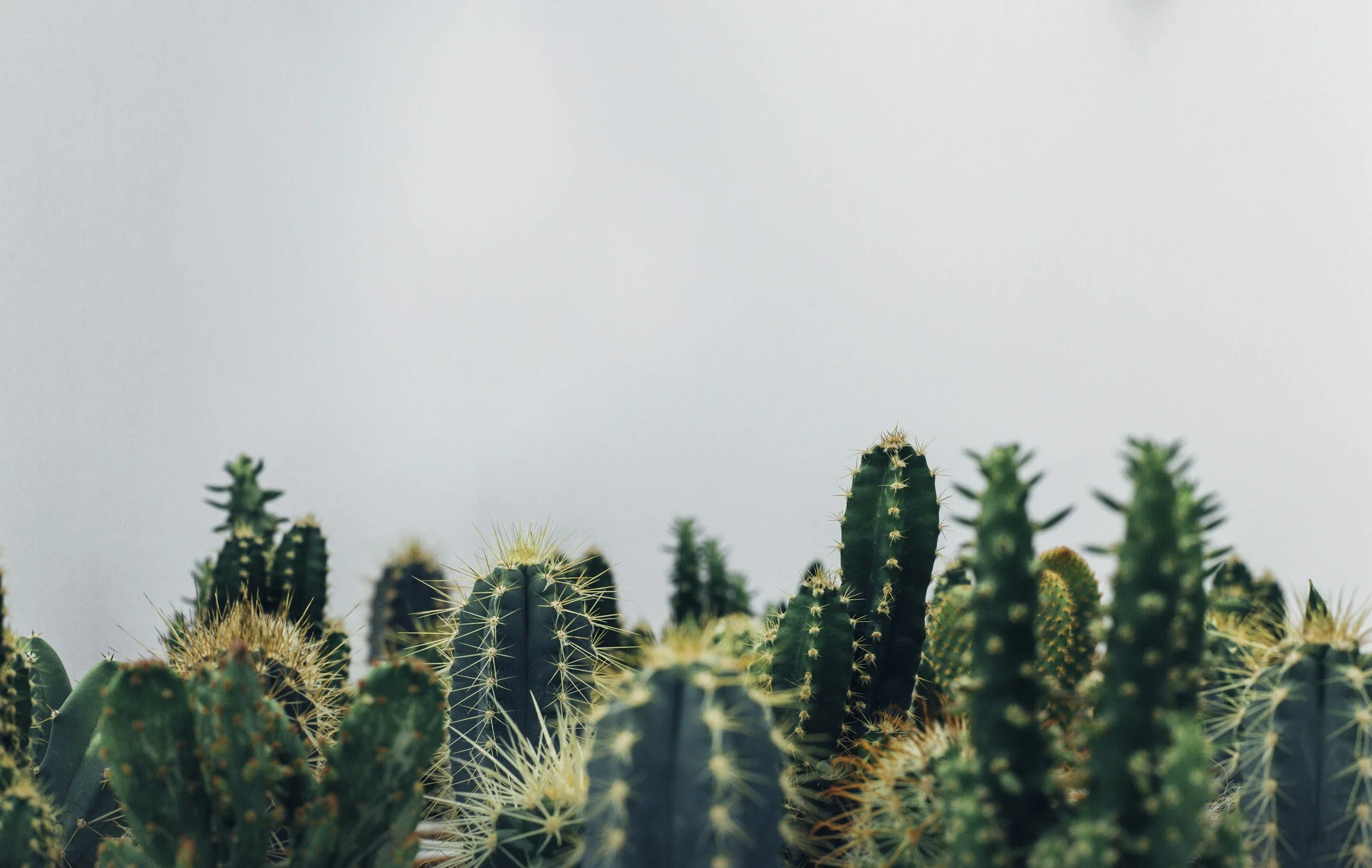 A group of green cactus plants with spines on a white background.