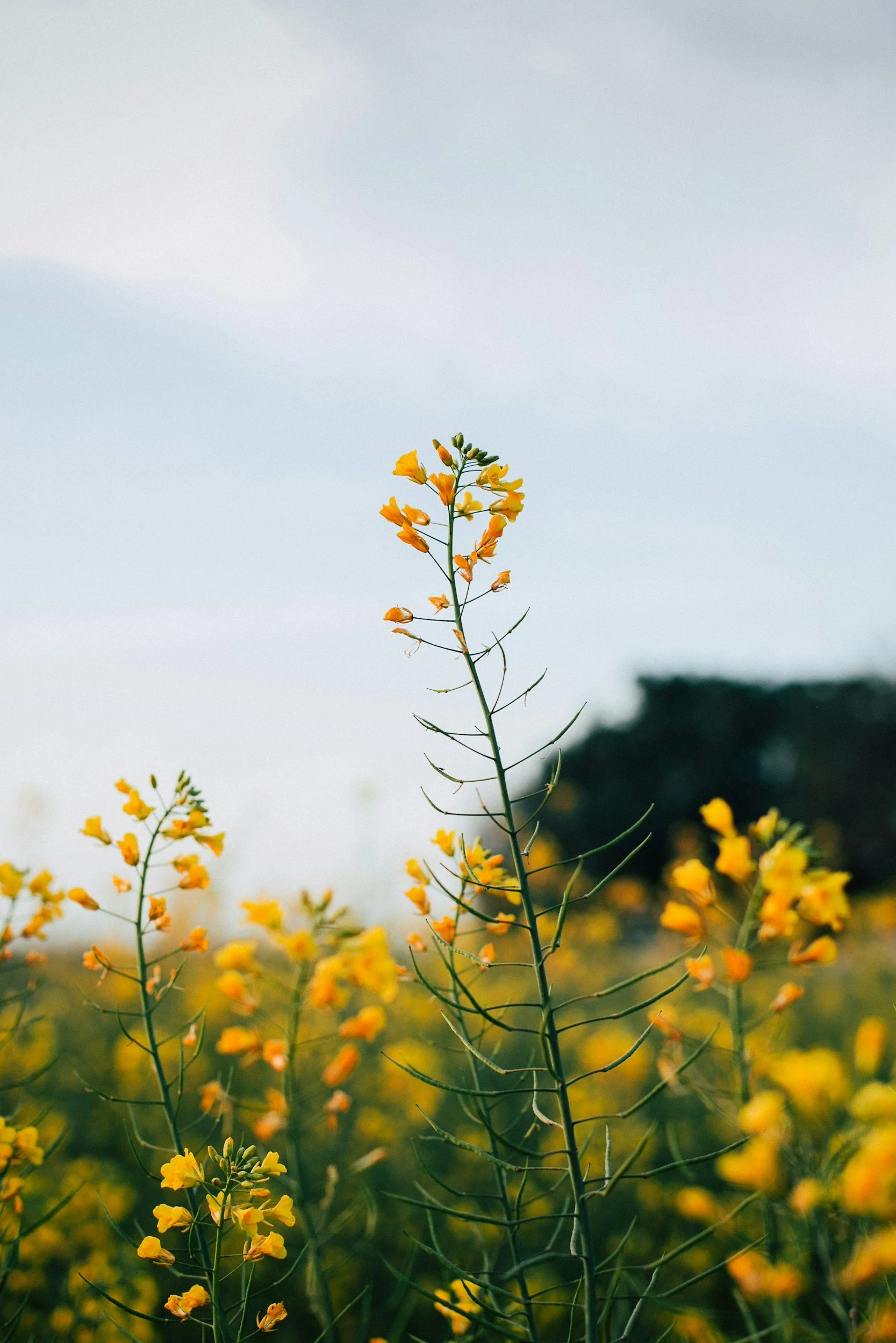 Yellow wildflowers growing in a field with a blurred background of sky and trees.