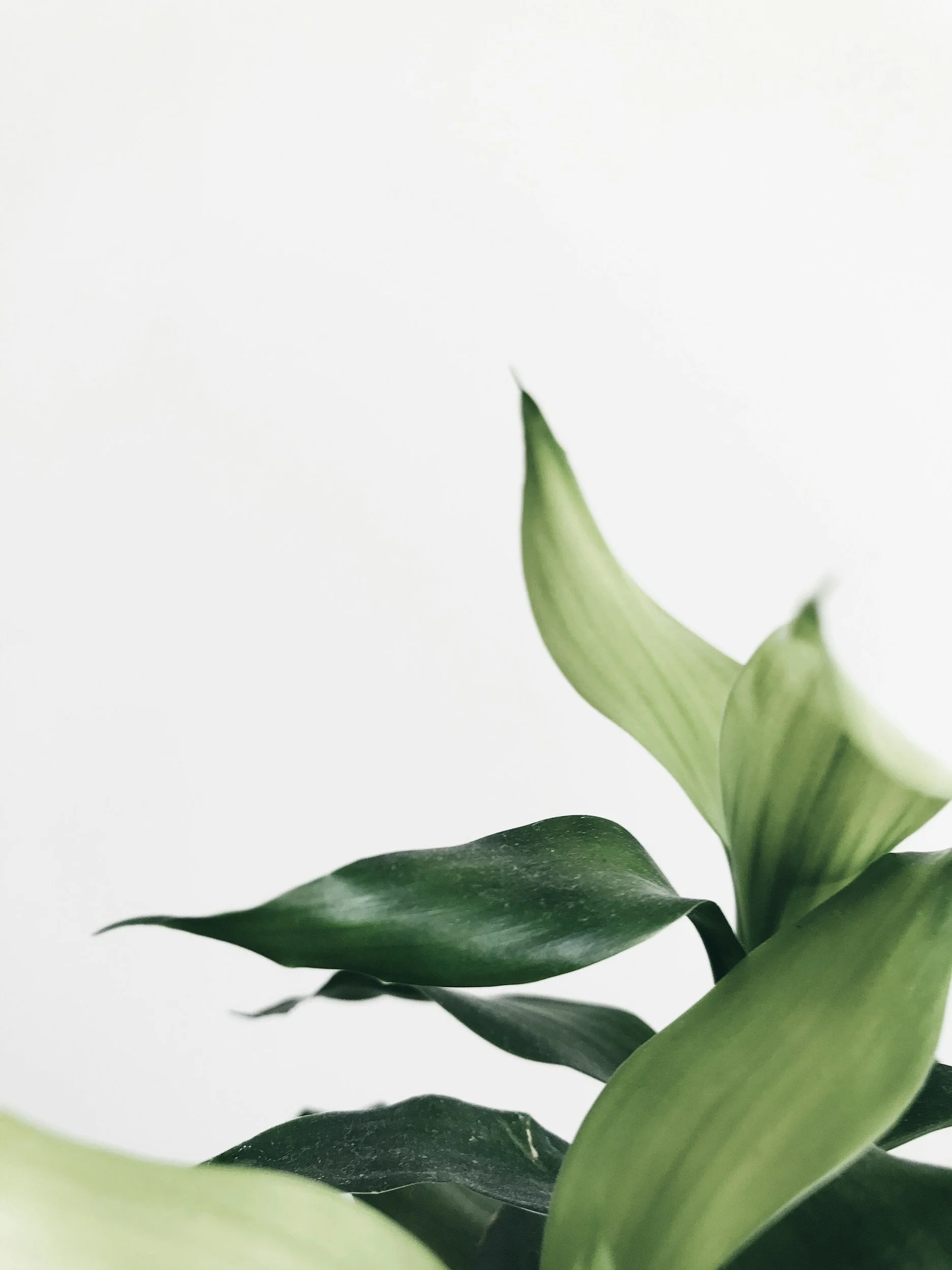 Close-up of green plant leaves against a plain white background.
