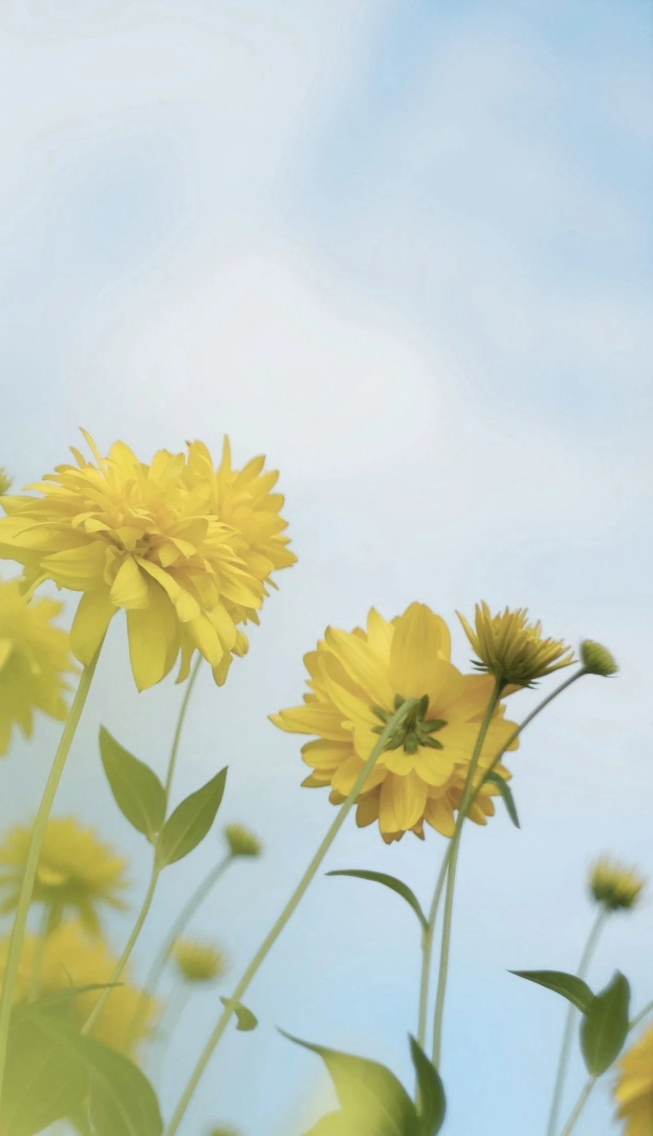 Yellow flowers against a soft blue sky.