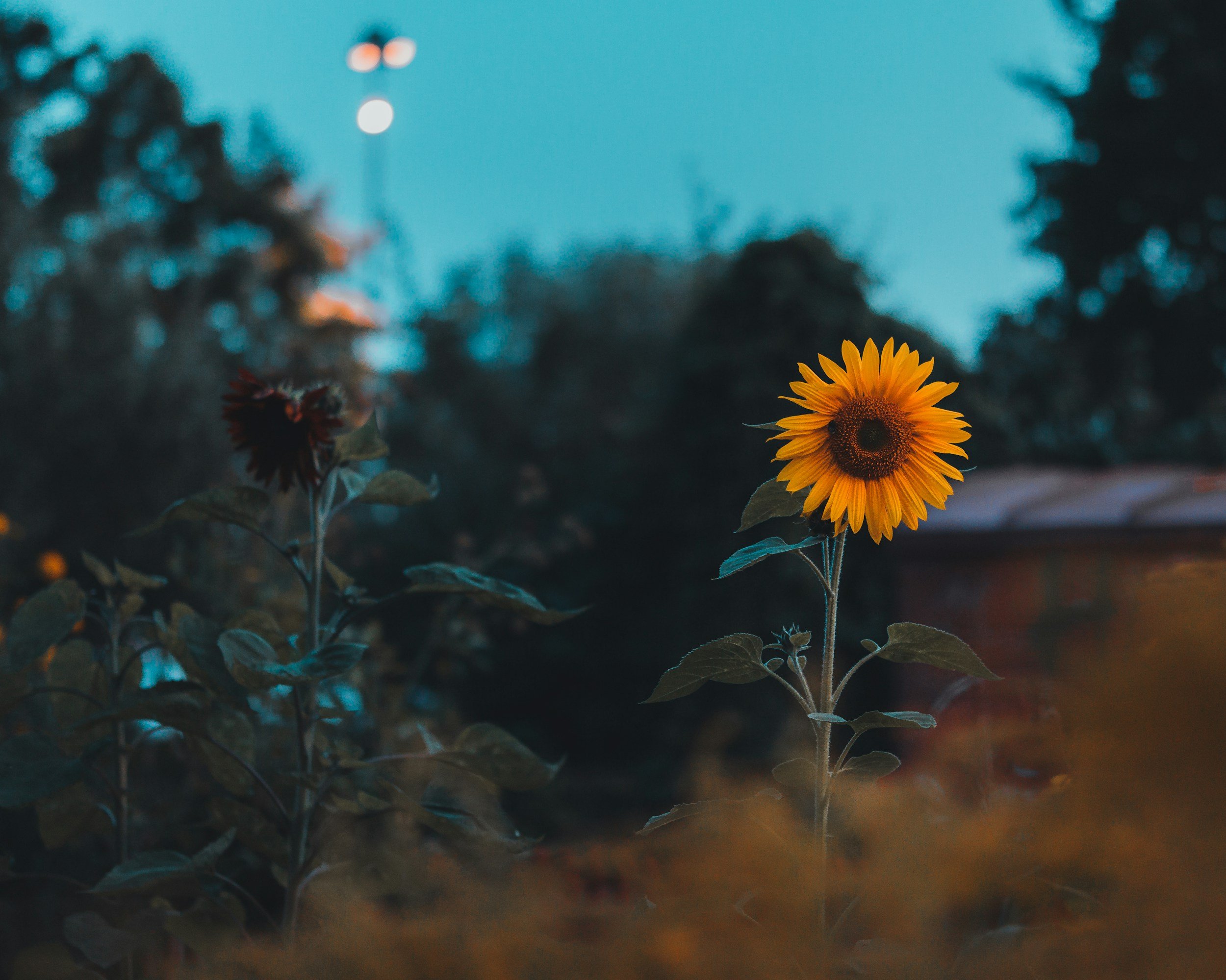 The Death of Style: Why Social Media is Drowning Photography in Trends.