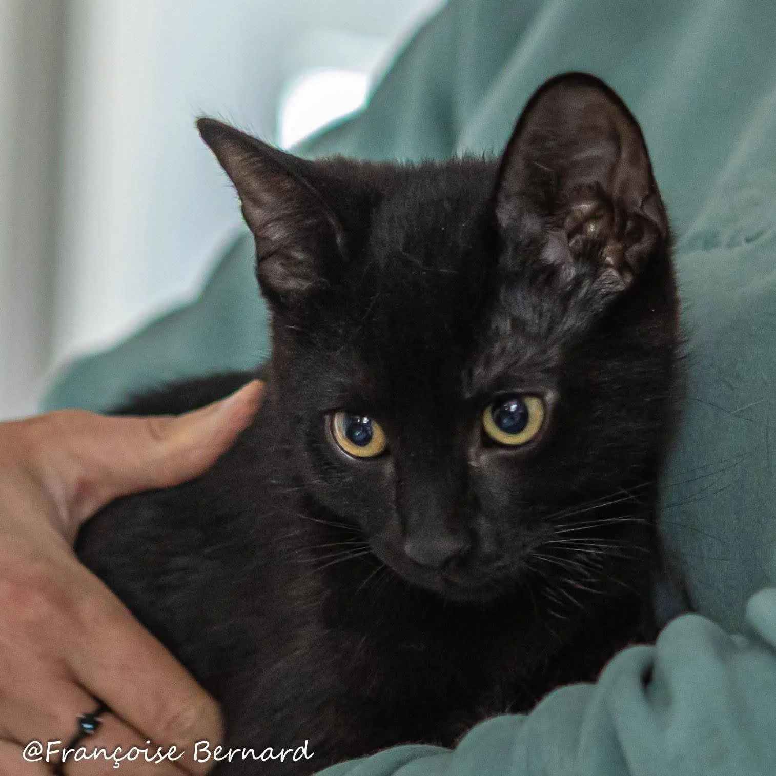 Chat noir avec un collier jaune, texte "Famille Addams Wednesday".