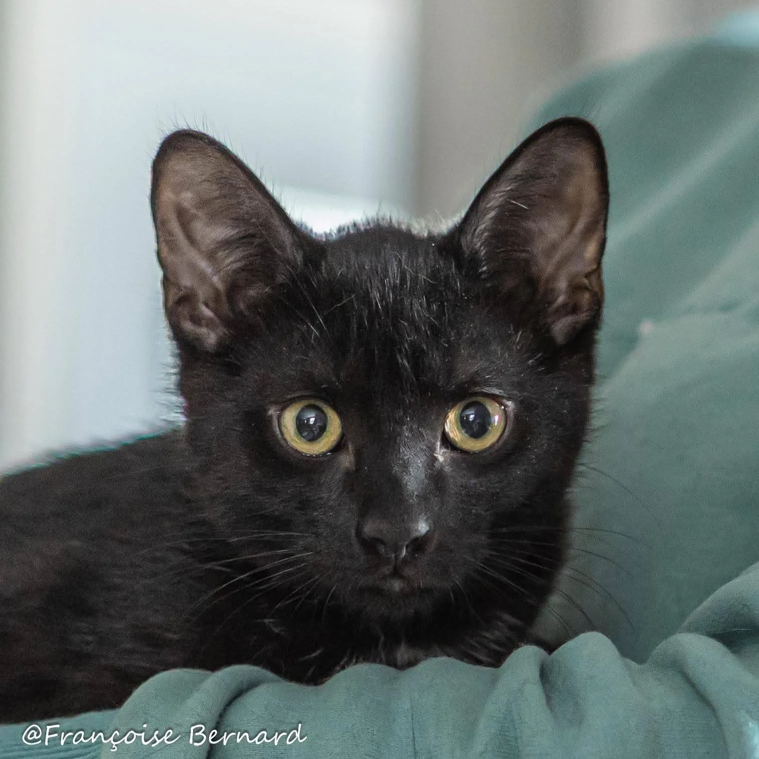 Chat noir avec collier jaune, langue sortie, texte "Famille Addams Wednesday" superposé, fond jaune, photographie décorative.