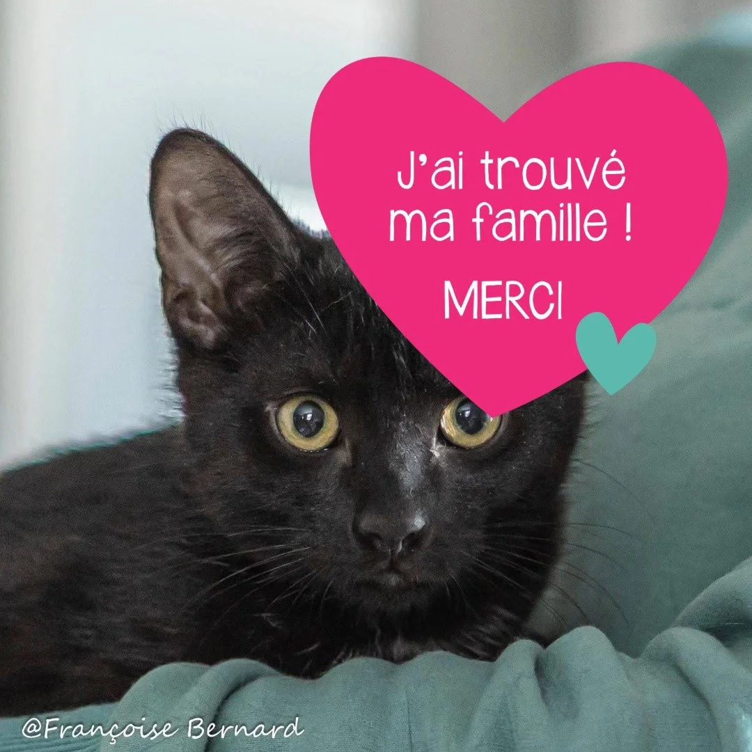 Chaton