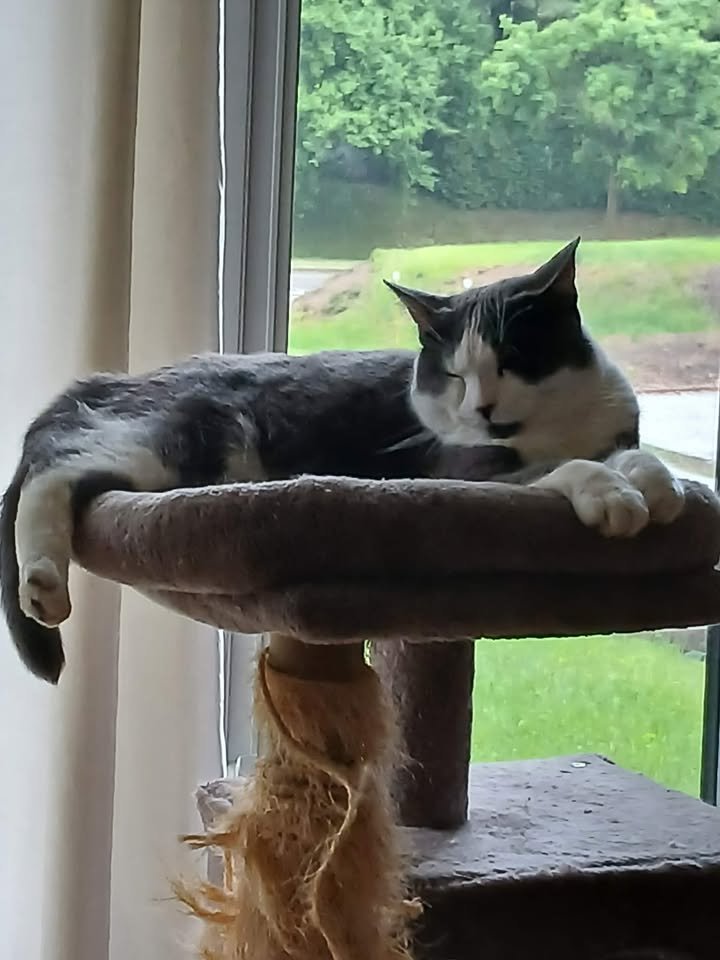 Chat