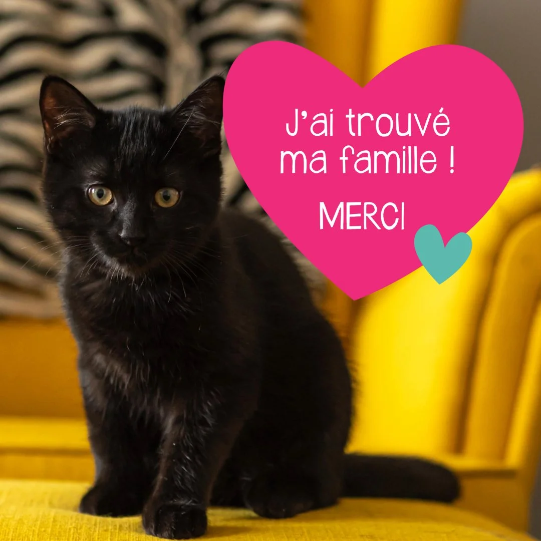 Chat noir avec texte "Pour adoption" et "J'ai trouvé ma famille! MERCI" sur une illustration.