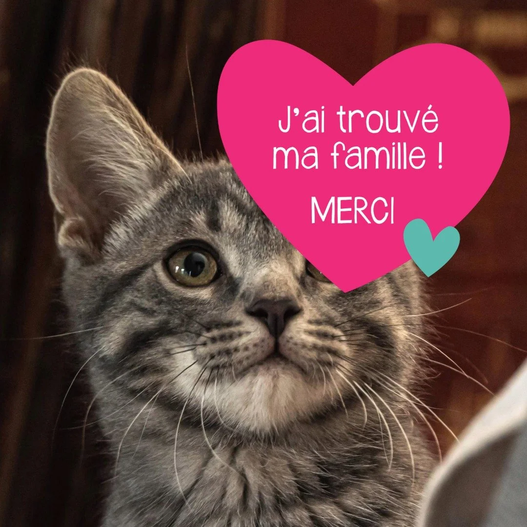 Chaton