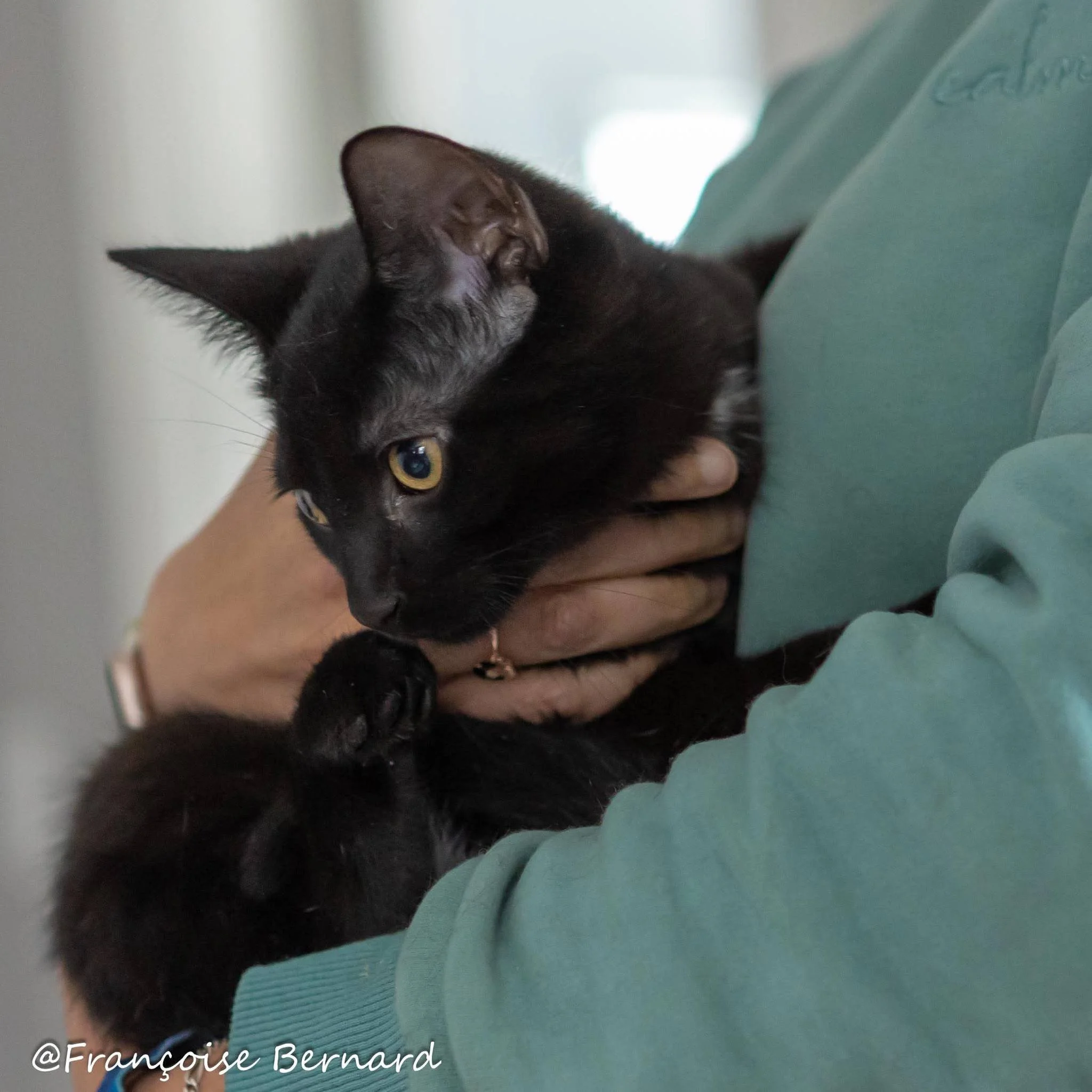 Image d'un chat noir regardant vers le bas, avec le texte "Famille Addams" et "Wednesday" écrit en lettres gothiques blanches, et un logo "un chat dans ma cour" en bas.