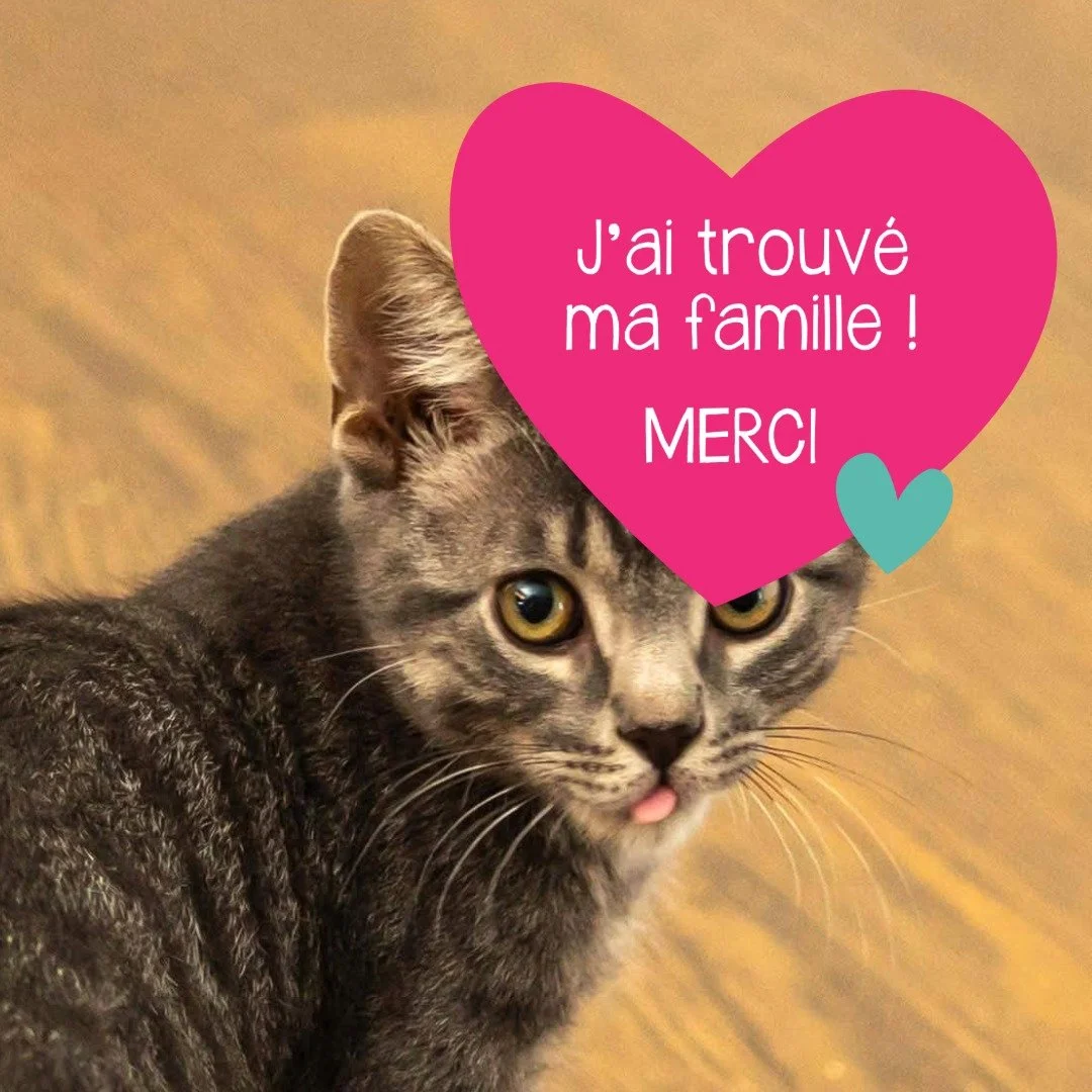 Chaton