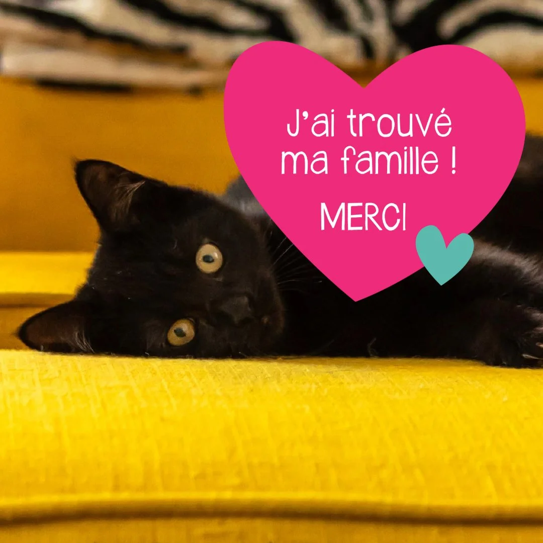 Chat noir allongé pour adoption avec texte "J'ai trouvé ma famille ! Merci" et logos associés à un programme de sauvetage de chats."