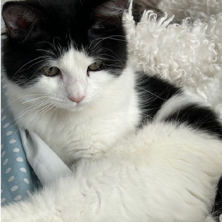 Image d'un chat noir regardant vers le bas, avec le texte "Famille Addams" et "Wednesday" écrit en lettres gothiques blanches, et un logo "un chat dans ma cour" en bas.