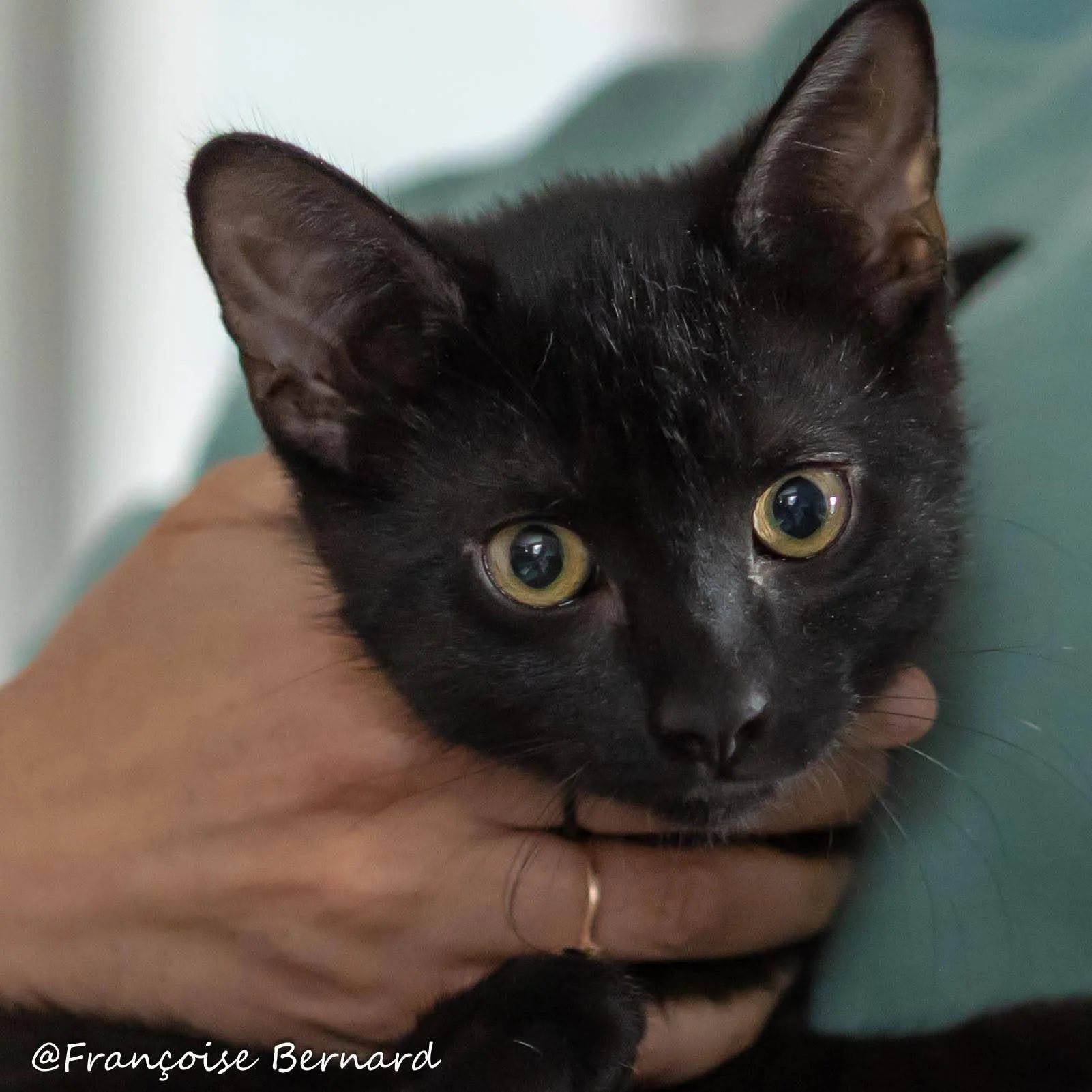 Chat noir avec un collier jaune, texte "Famille Addams Wednesday", logo "un chat dans ma cour" en bas à gauche.