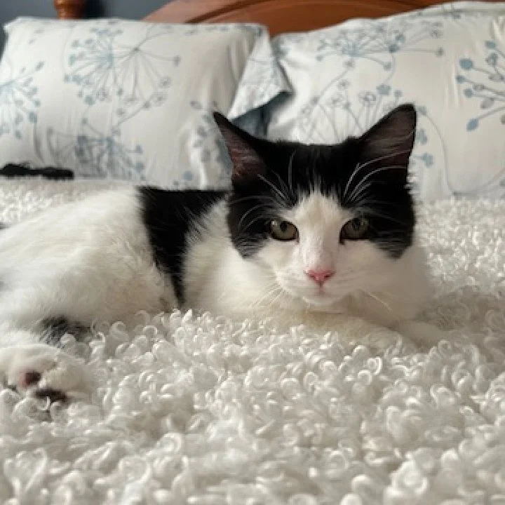 Chaton