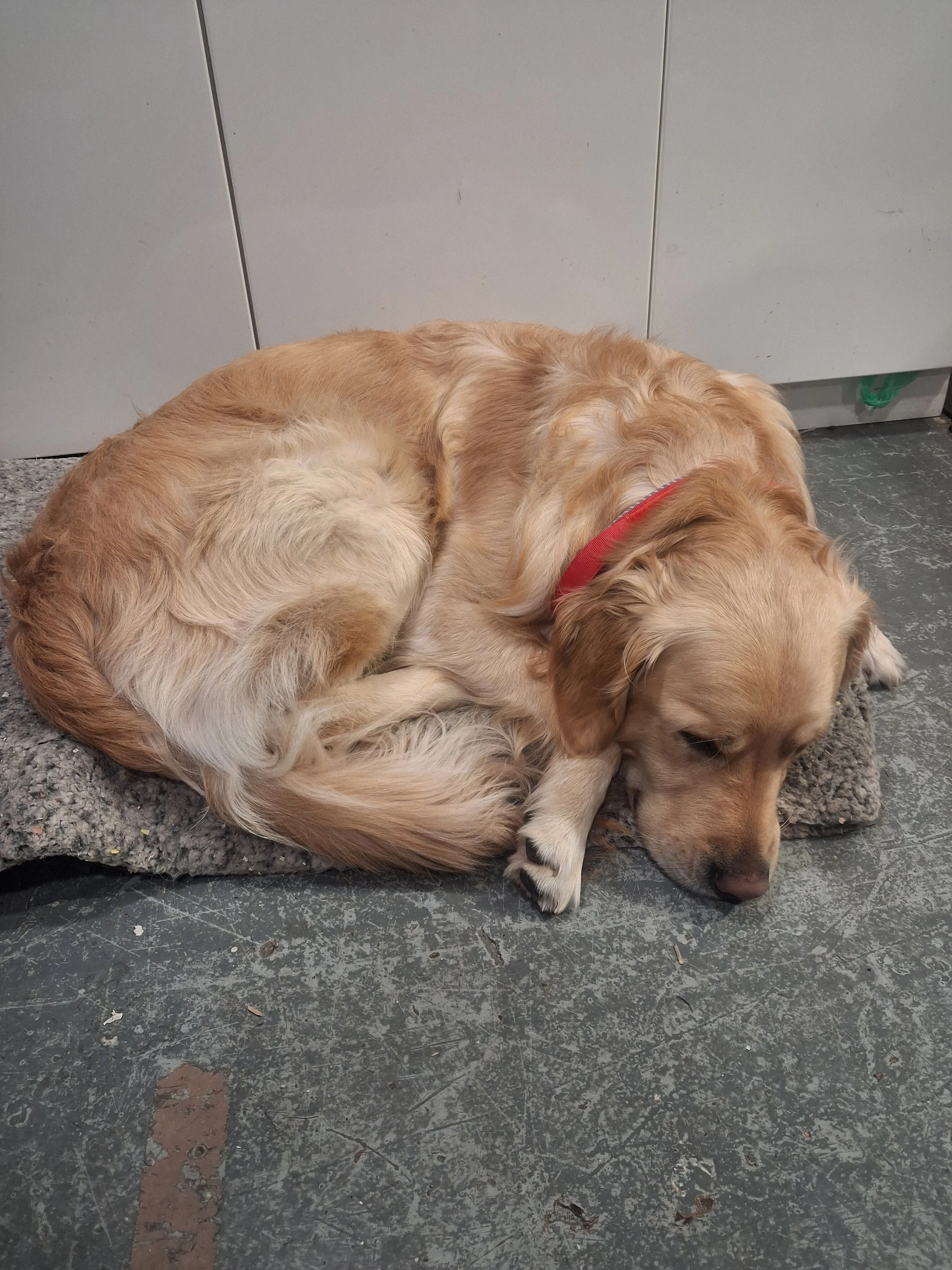 Image of a sleepy golden retriever.