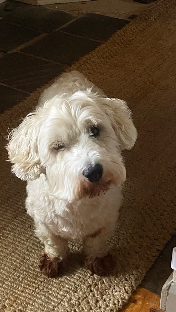Image of a westie cross breed dog.