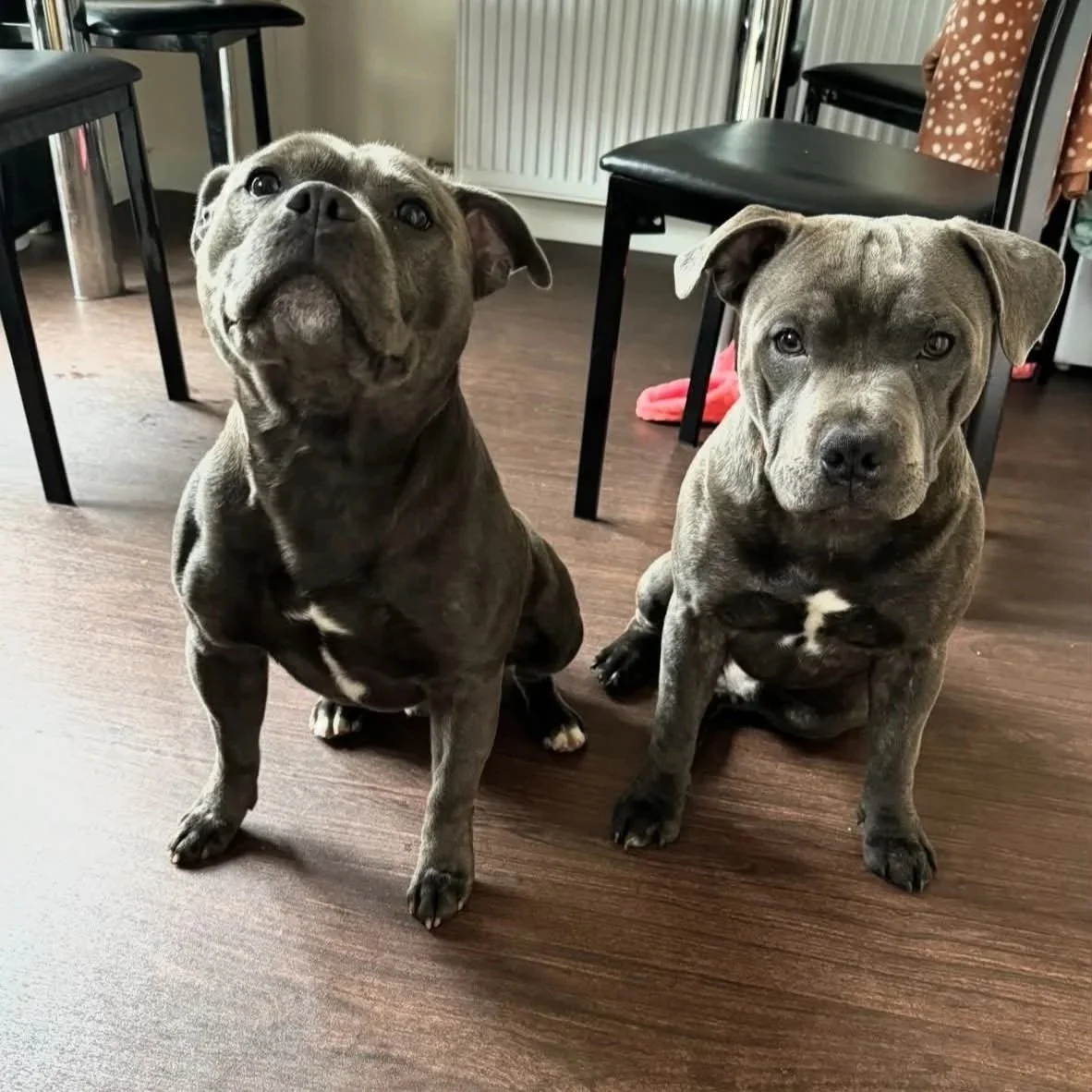 Image of two staffordshire bull terriers sitting next to each other.