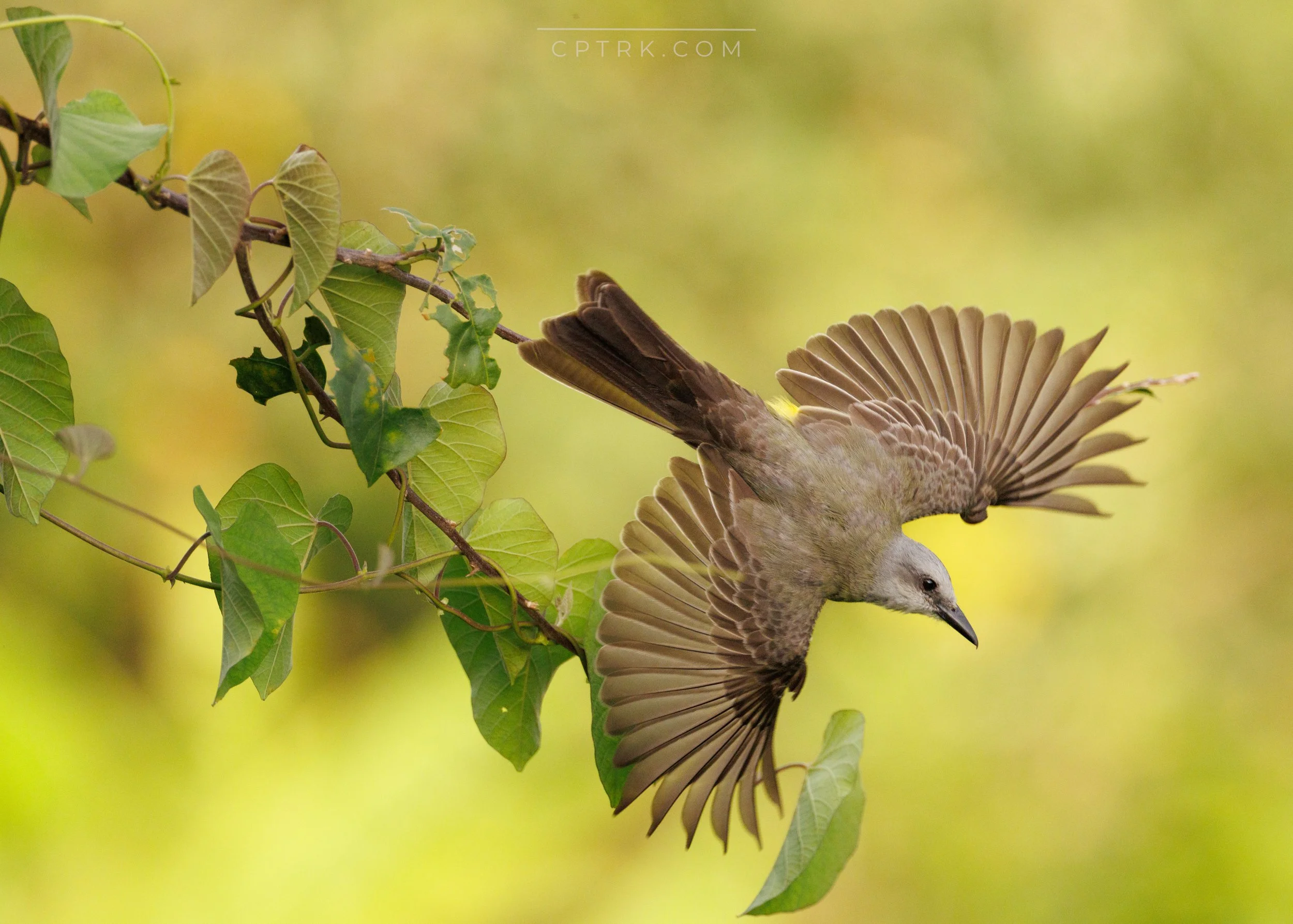 0Y4A5150_20260420_Watermarked.jpg