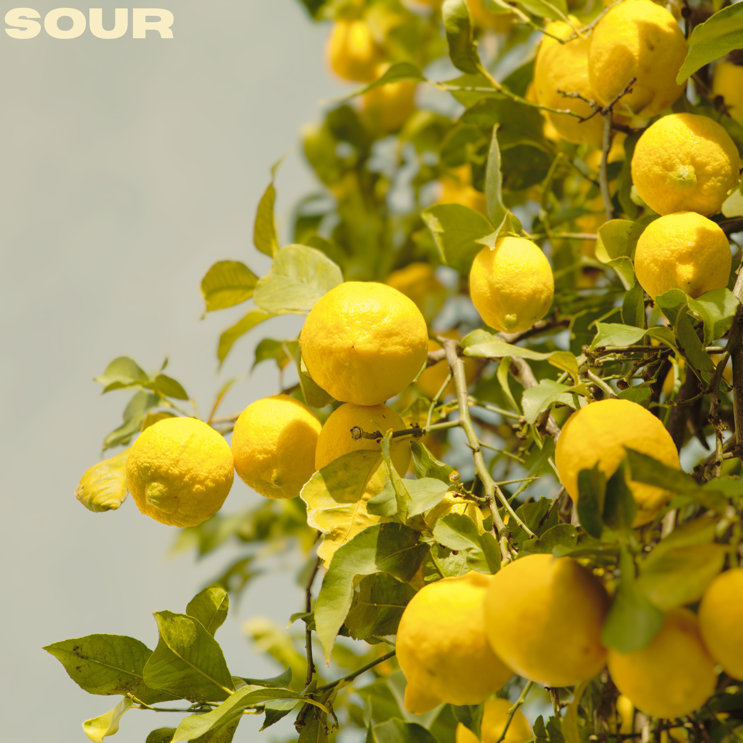 Lemon tree with ripe yellow lemons hanging among green leaves.