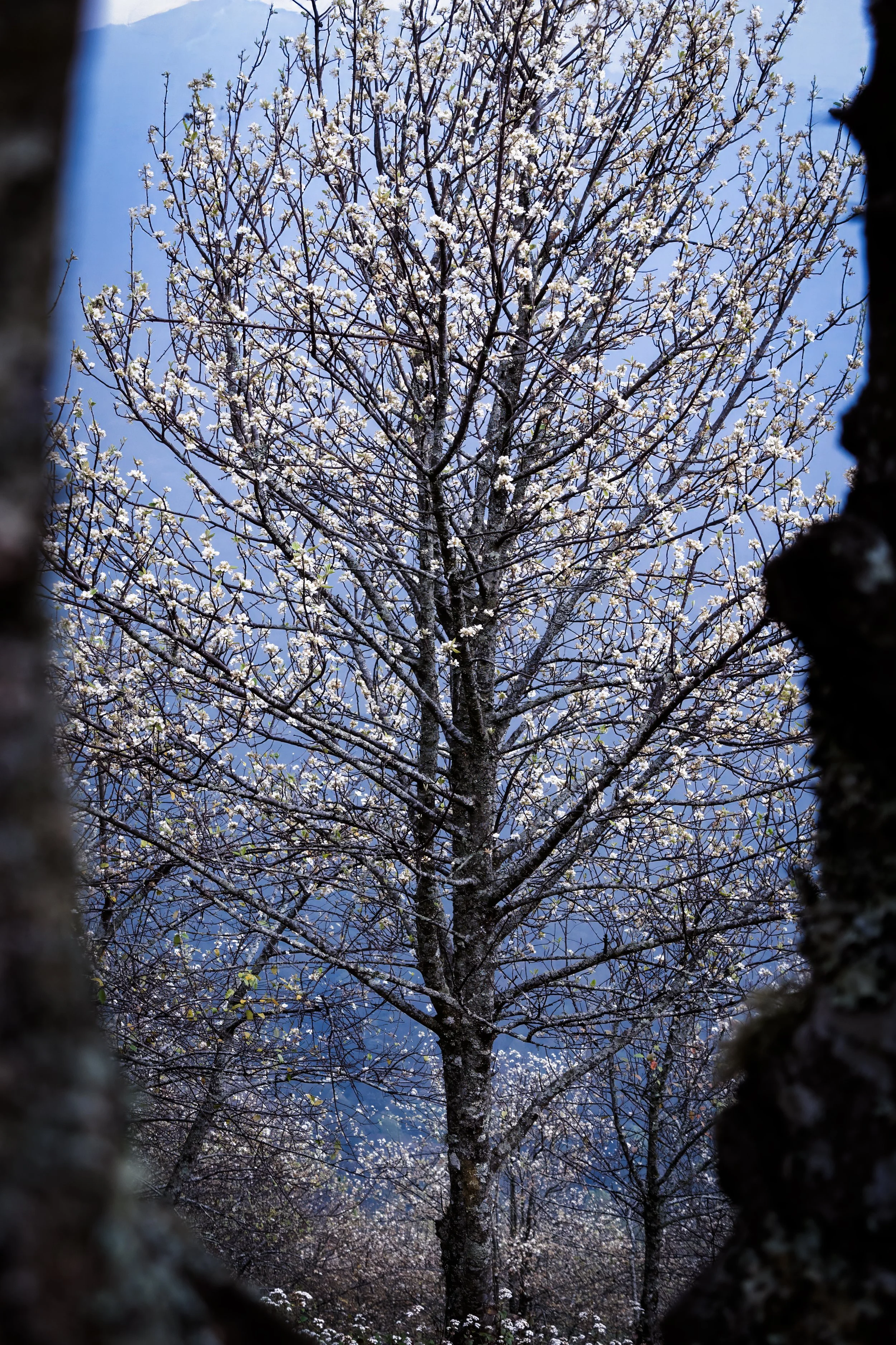 25.3.26_Ta Chi Nhu_FULL_002_BLUE.jpg