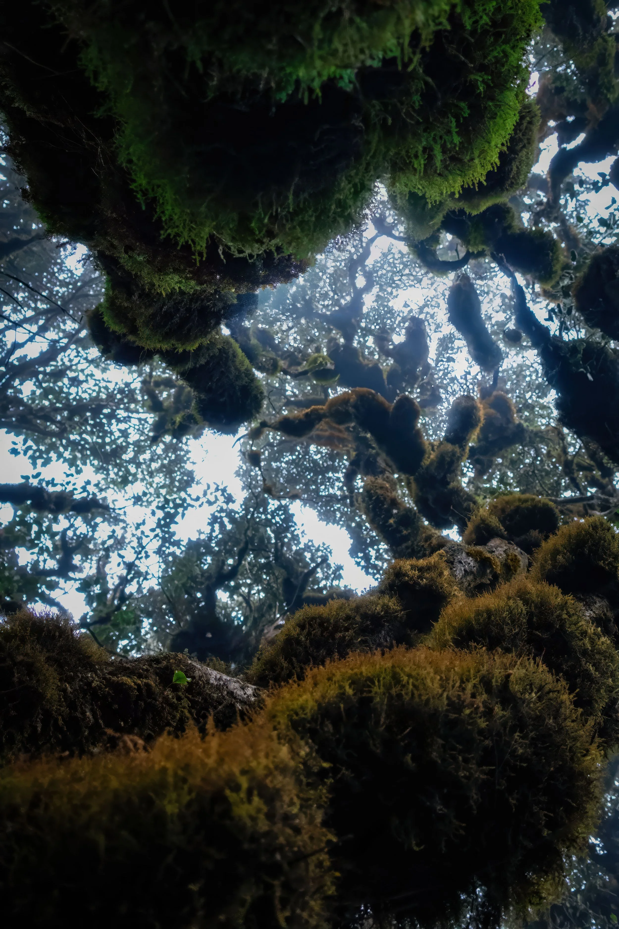 Ta Xua_FULL_005_Green_1_1.JPG