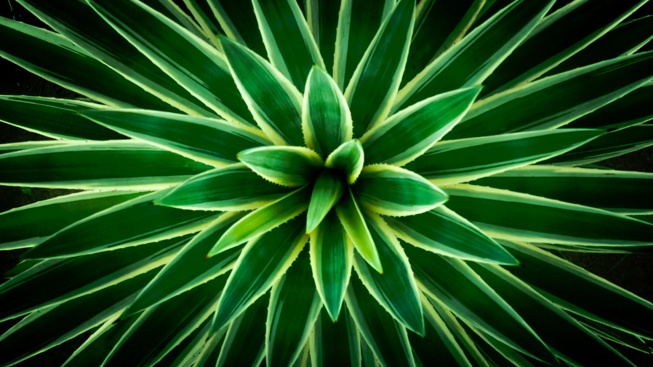 Cay thua_FULL_Green_001.jpg