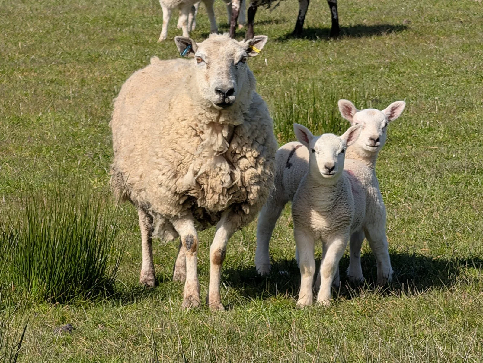  a sheep and her lamb in a field 