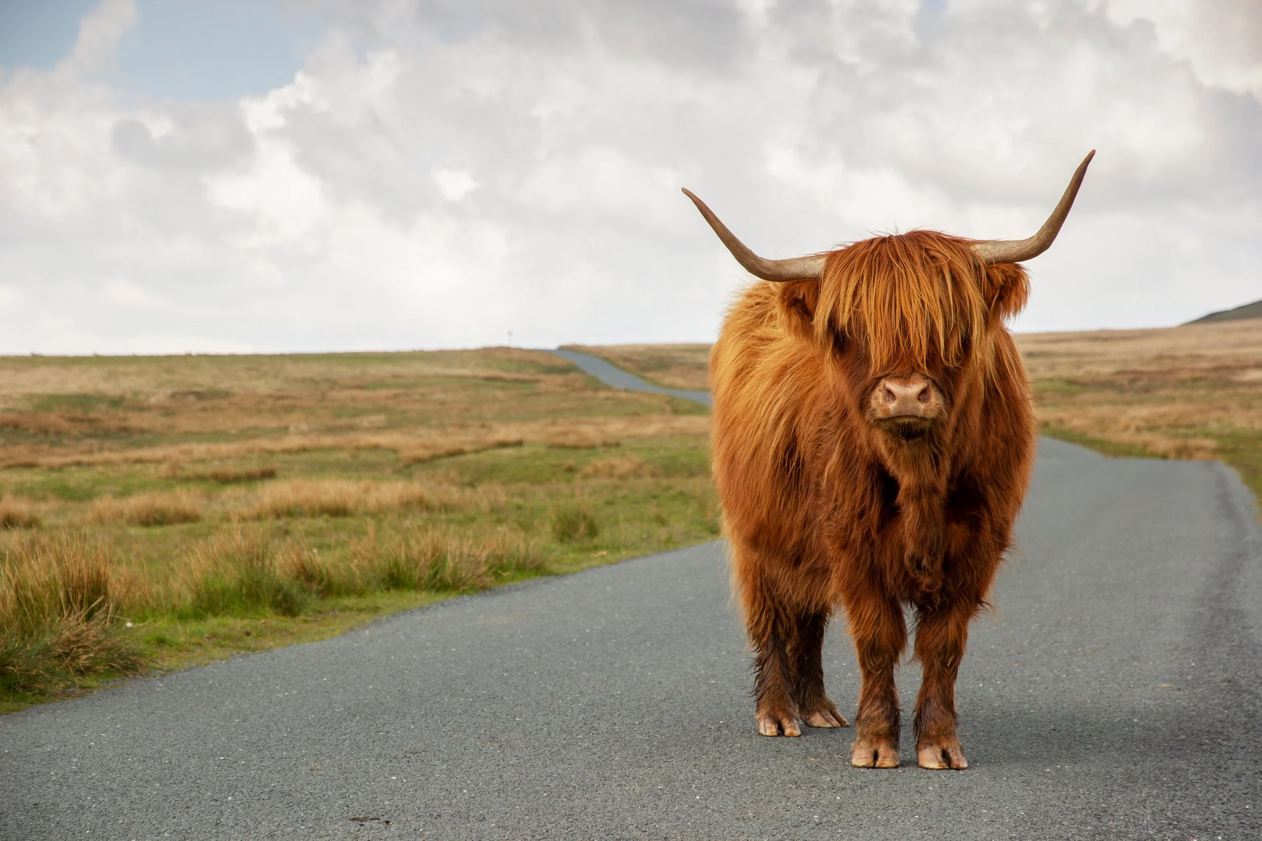 AdobeStock_27174084 Highland Cow.jpeg