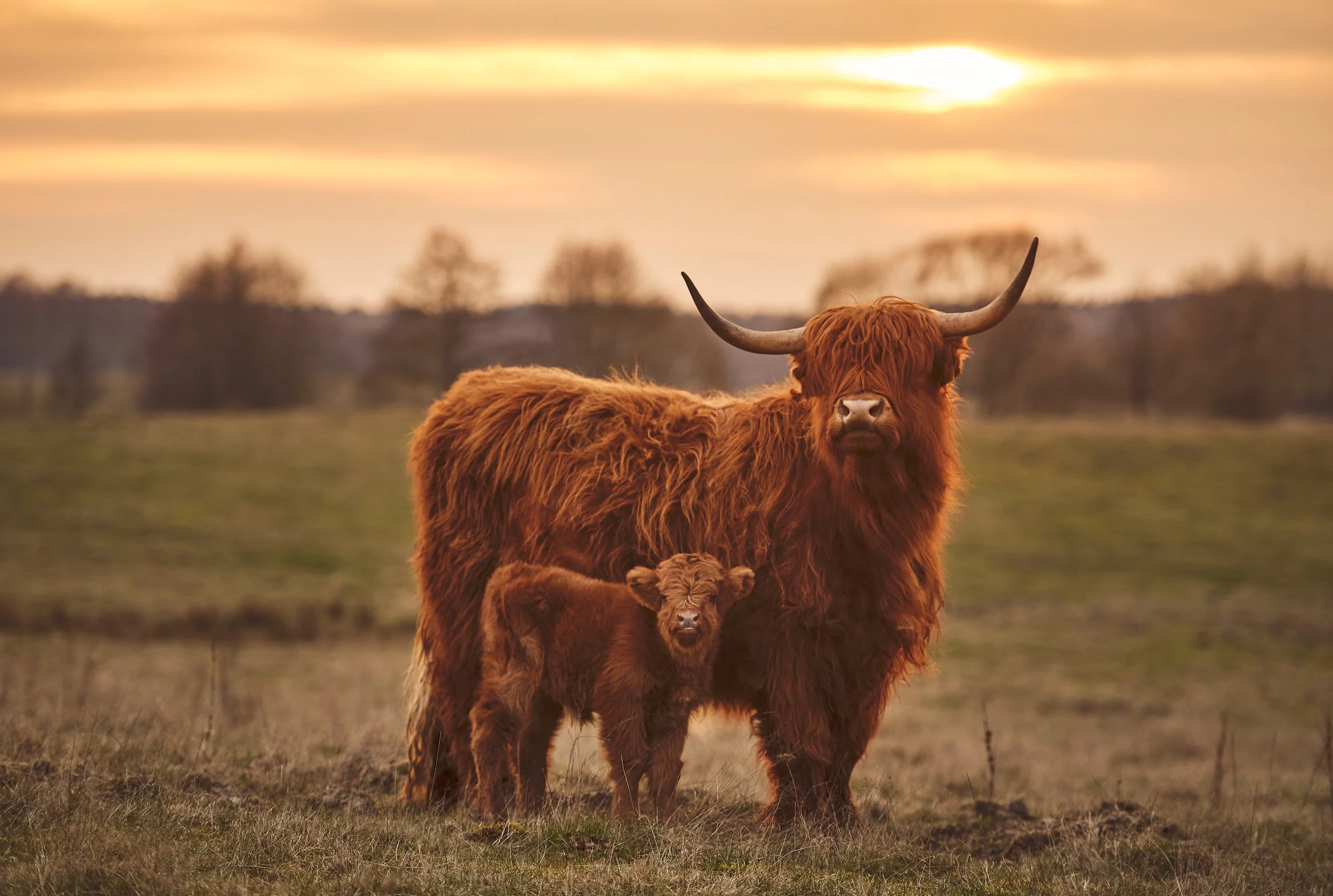 AdobeStock_336644580 Highland Cow 3.jpeg