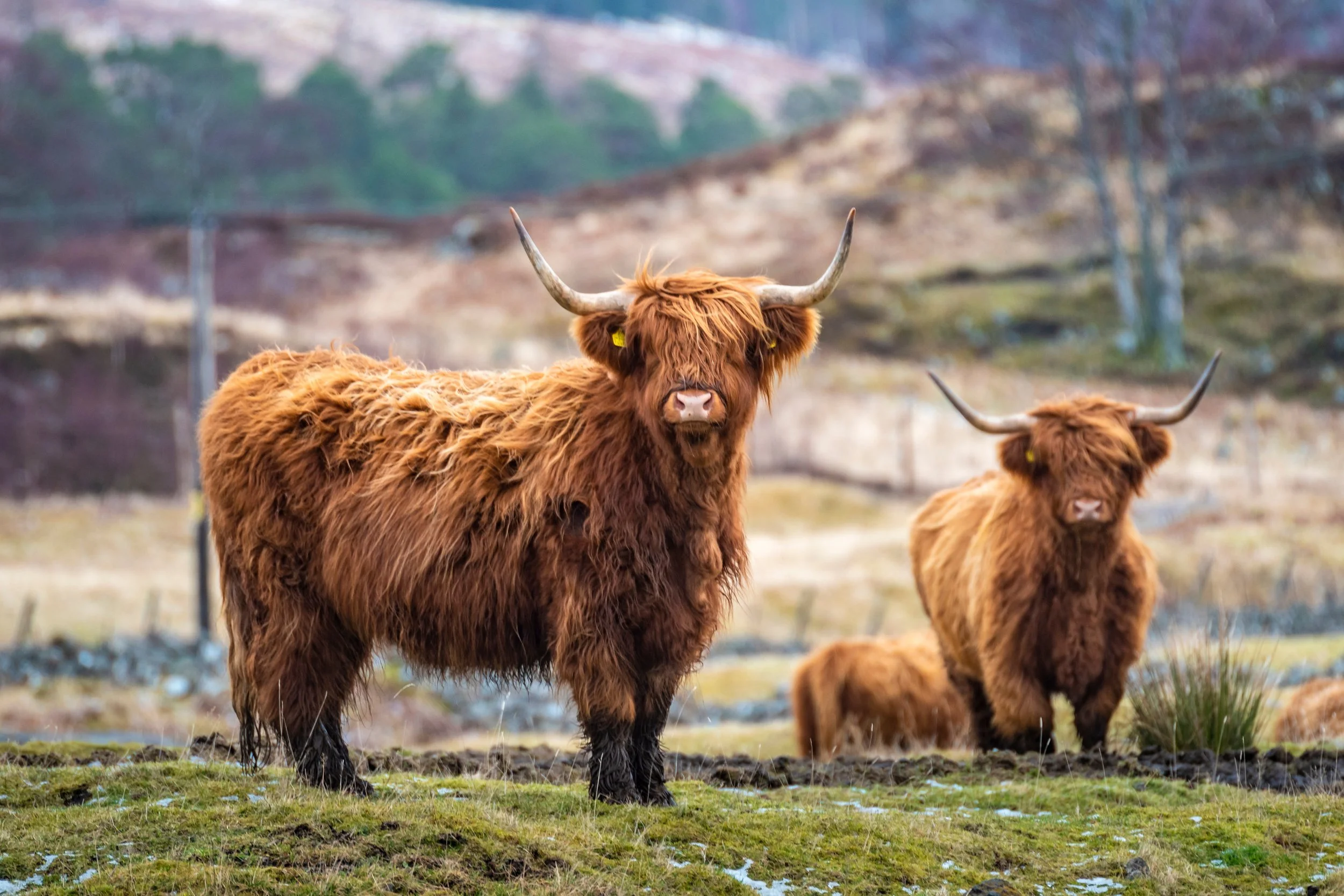 AdobeStock_331067777 Highland Cow 2.jpeg